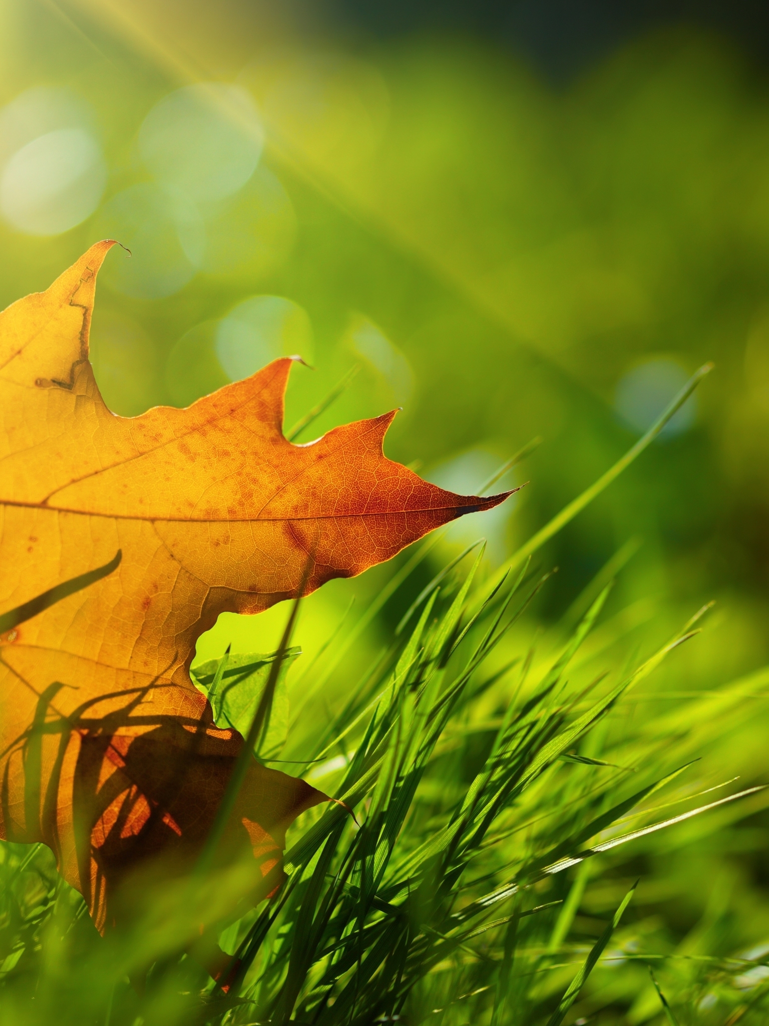 Image: Leaf, yellow, autumn, grass