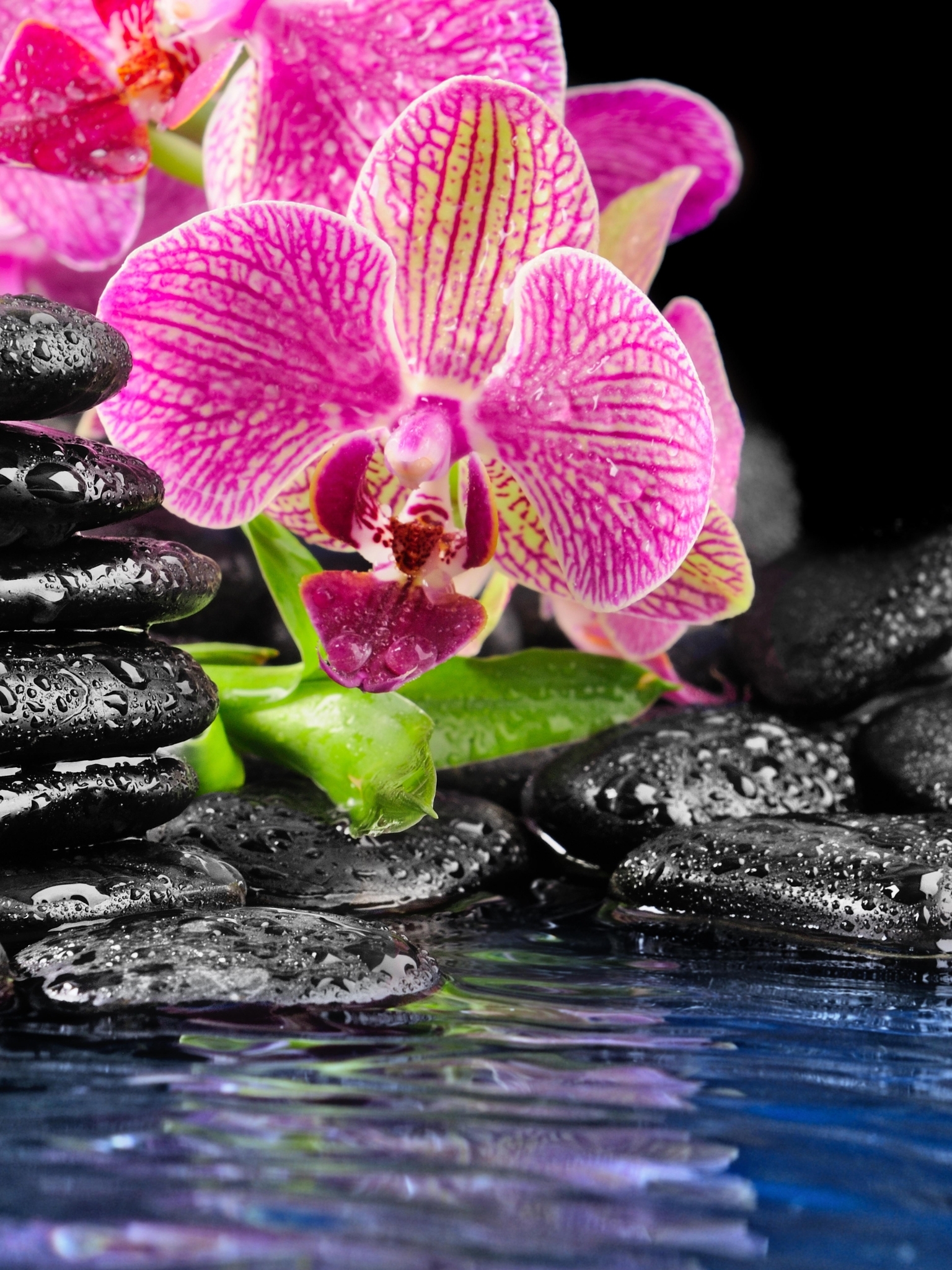 Картинка: Цветы, орхидея, камни, вода, брызги, капли