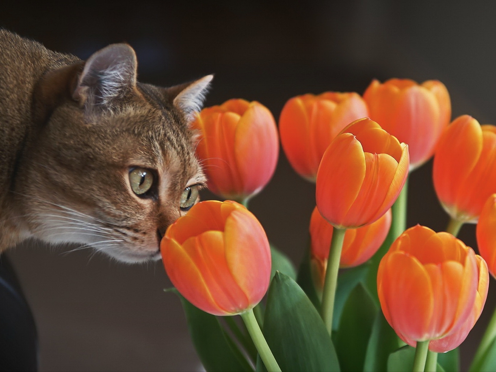 Image: Cat, muzzle, sniffing, tulips, bouquet, flowers
