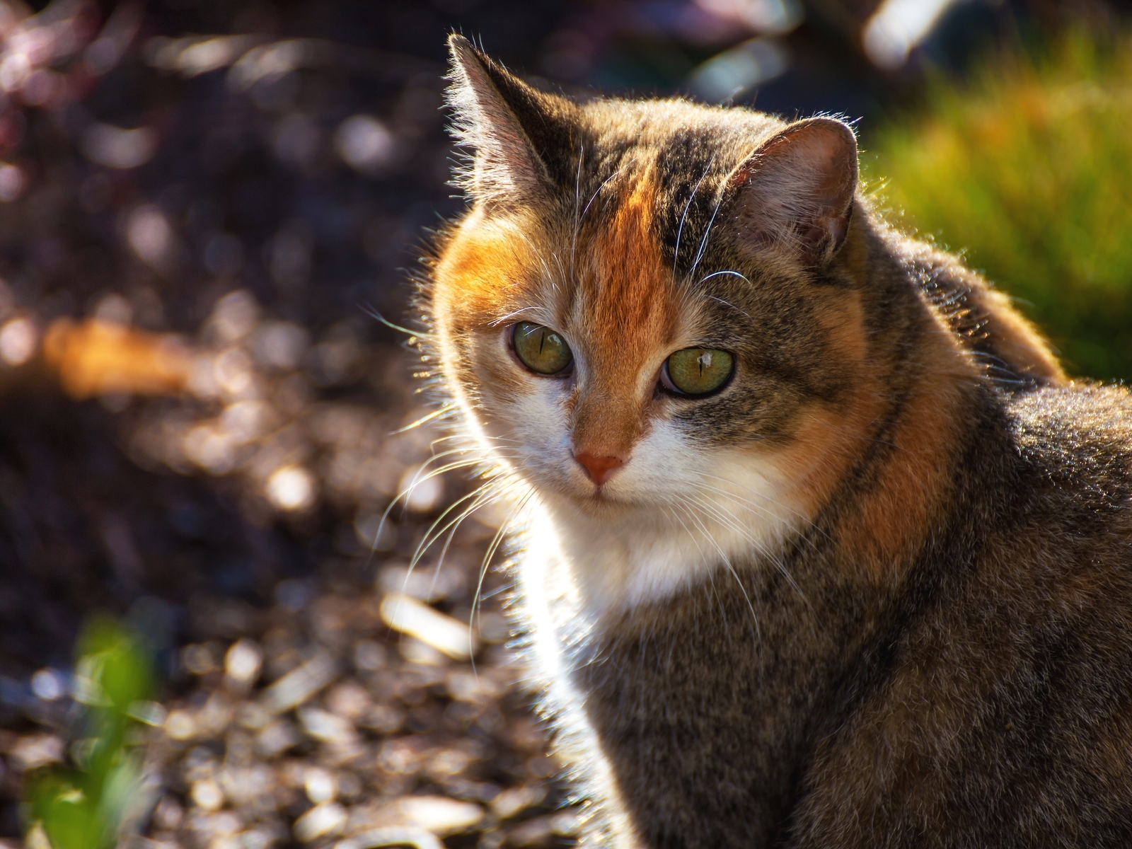 Image: Kitty, cat, tri-color, colorful, face, green, eyes, rays sun, basking
