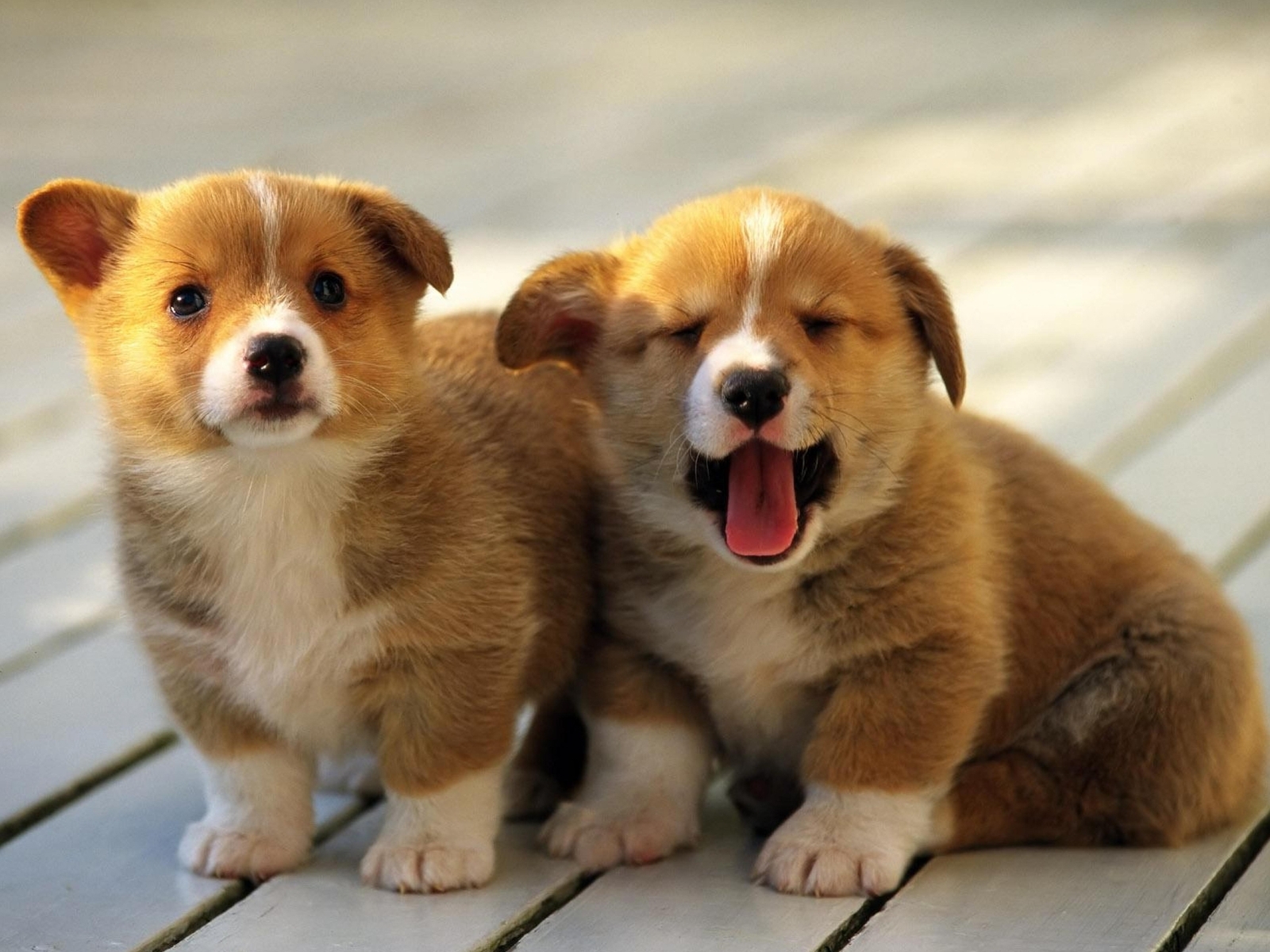 Image: Puppies, Welsh, Corgi Pembroke, red, fluffy, fur, eyes, yawns