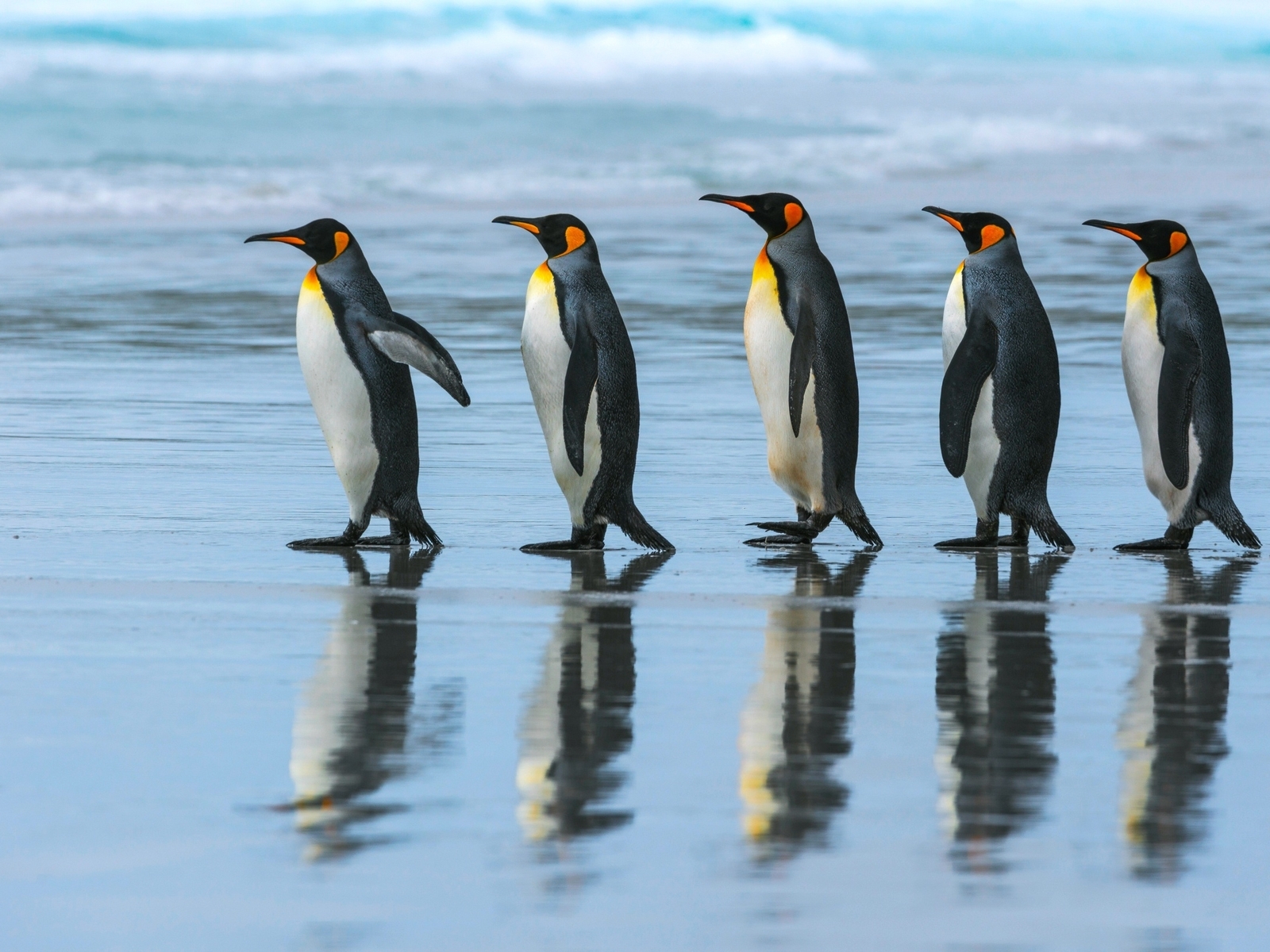 Картинка: Королевский пингвин, идут, пятеро, отражение, окрас, яркий, океан