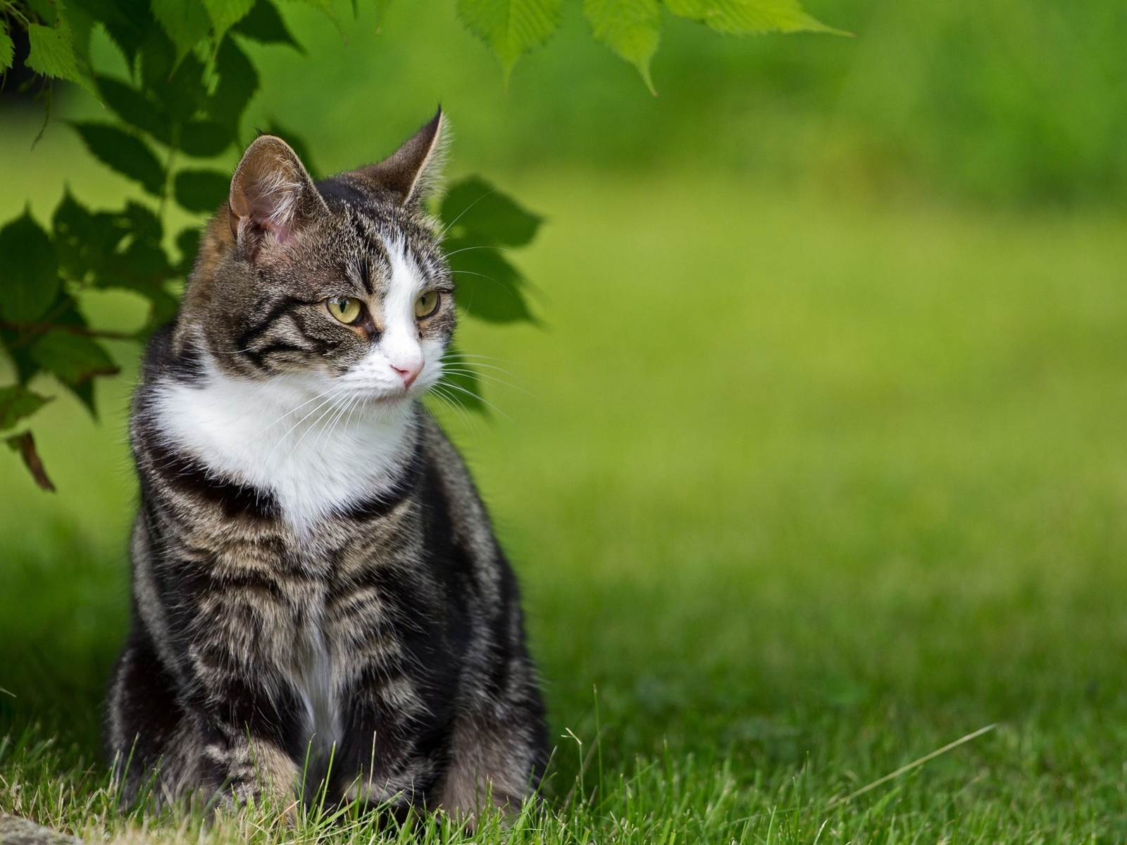 Картинка: Кошка, кот, шерсть, сидит, взгляд, листья, трава, природа, лето