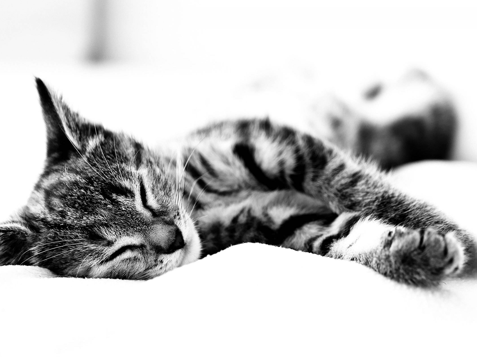 Image: Cat, stripes, asleep, ears, paws, fur, lies