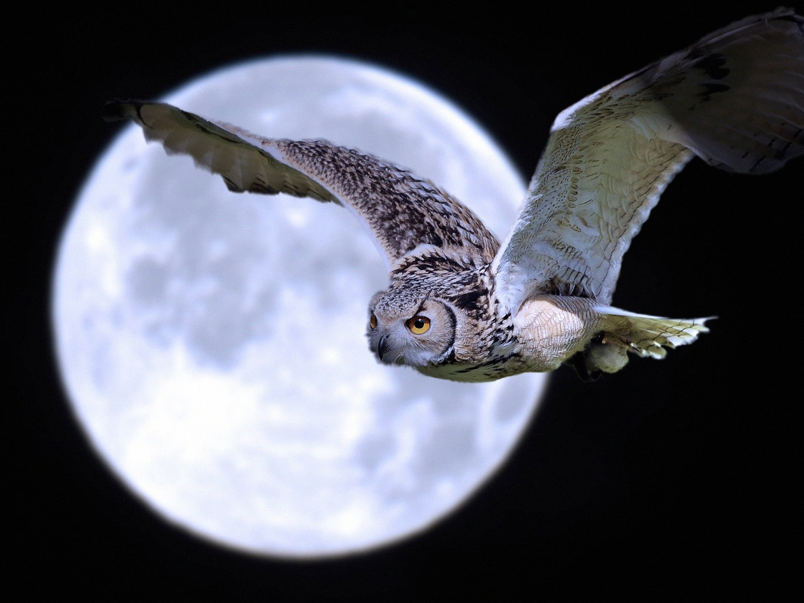 Image: Owl, moon, full moon, night, light, flying