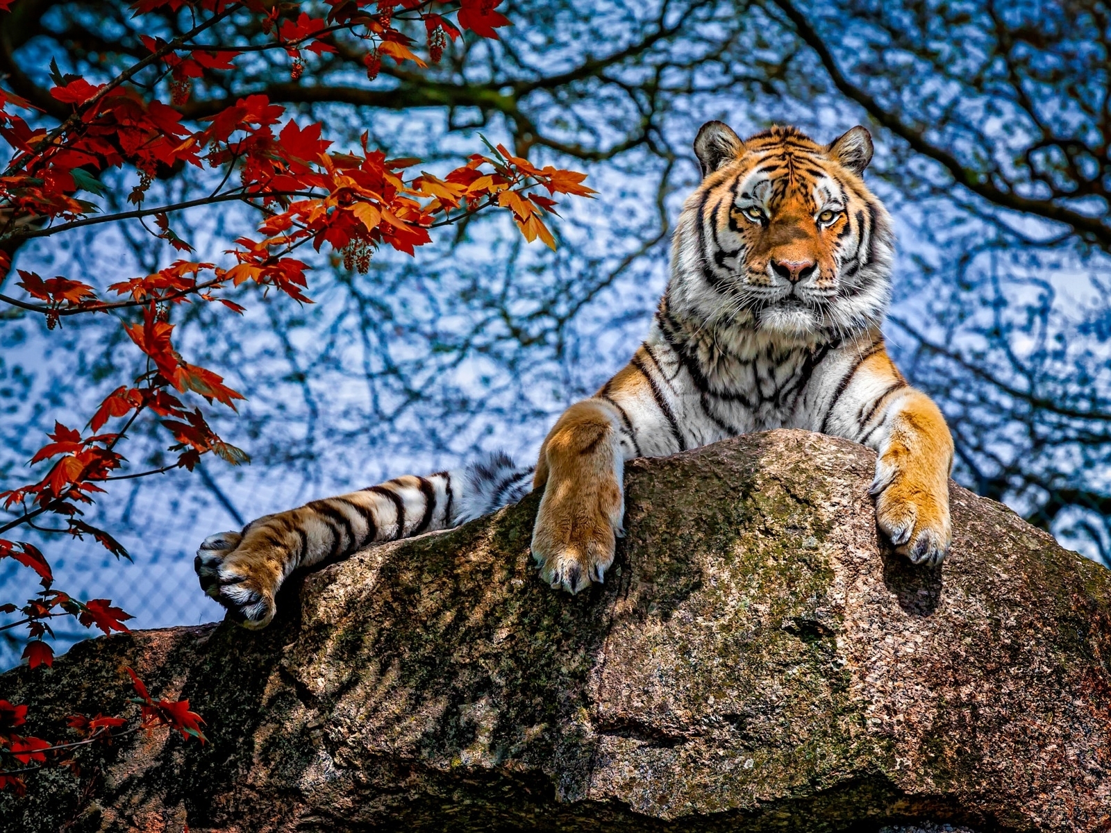 Image: Tiger, cat, predator, stone, rest, branches, trees, leaves