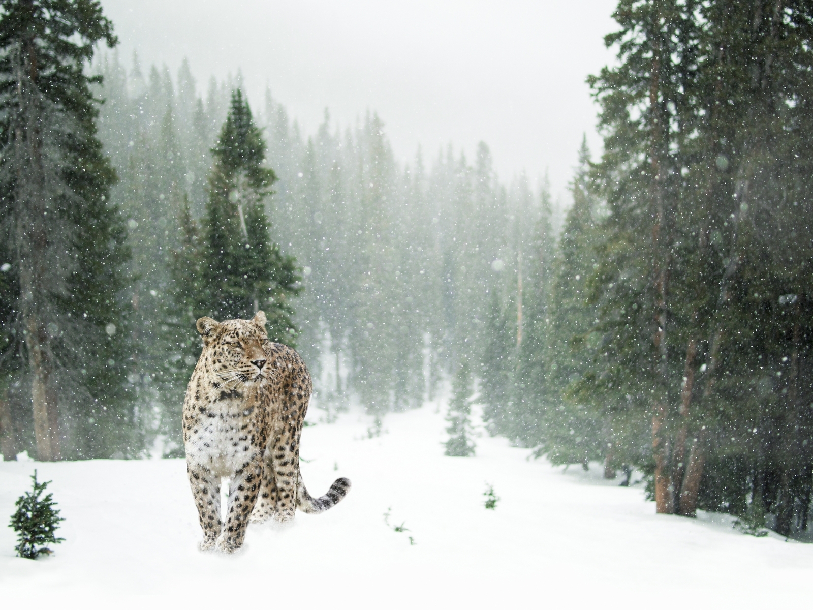 Картинка: Дальневосточный, леопард, зима, снег, лес, деревья, зелёные, поляна, хищник, кошка
