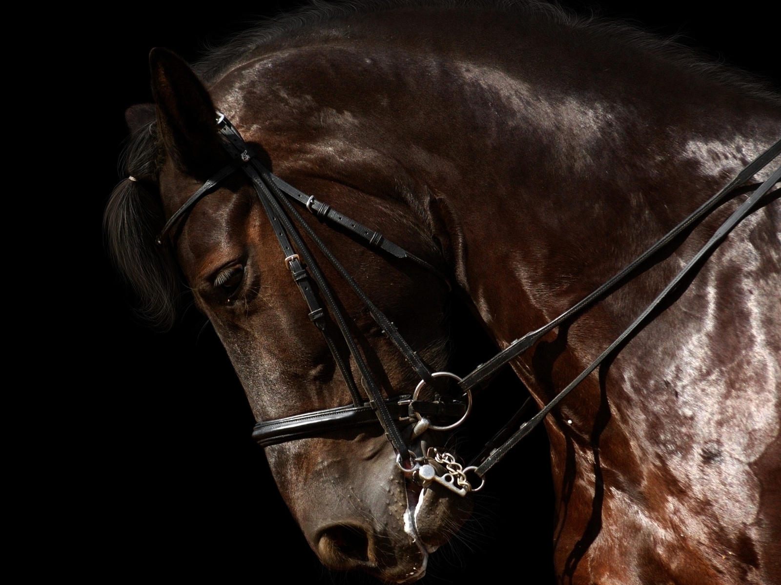 Картинка: Красивая, лошадь, конь, профиль, блеск, сбруя, тёмный фон