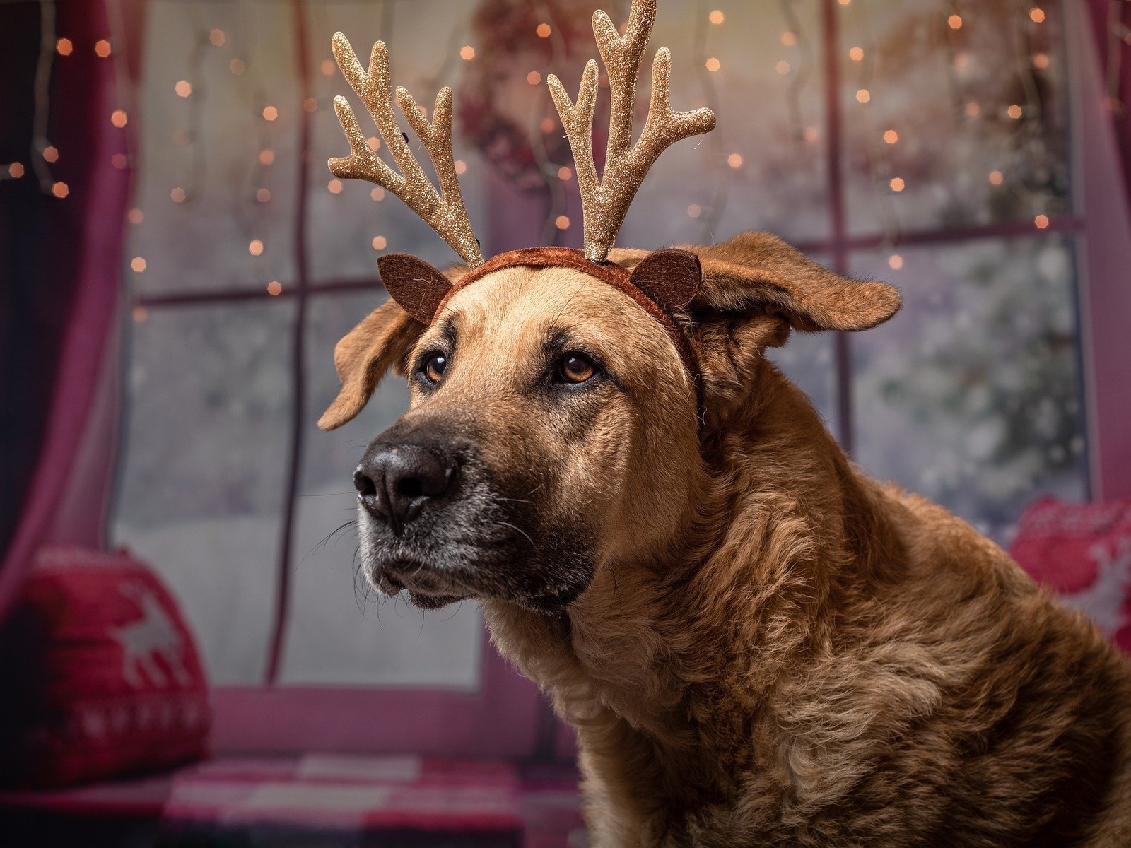 Image: Dog, costume, deer antlers, holiday, lights, window