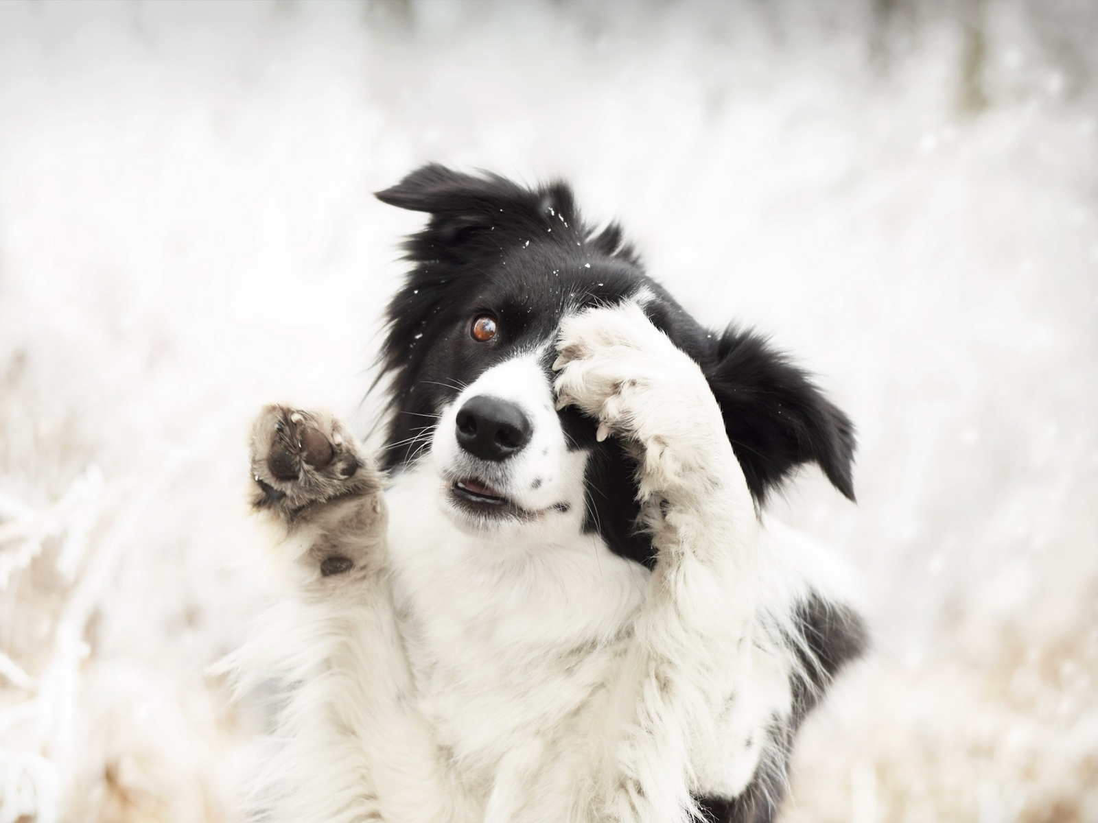 Картинка: Собака, морда, лапы, зима, снег