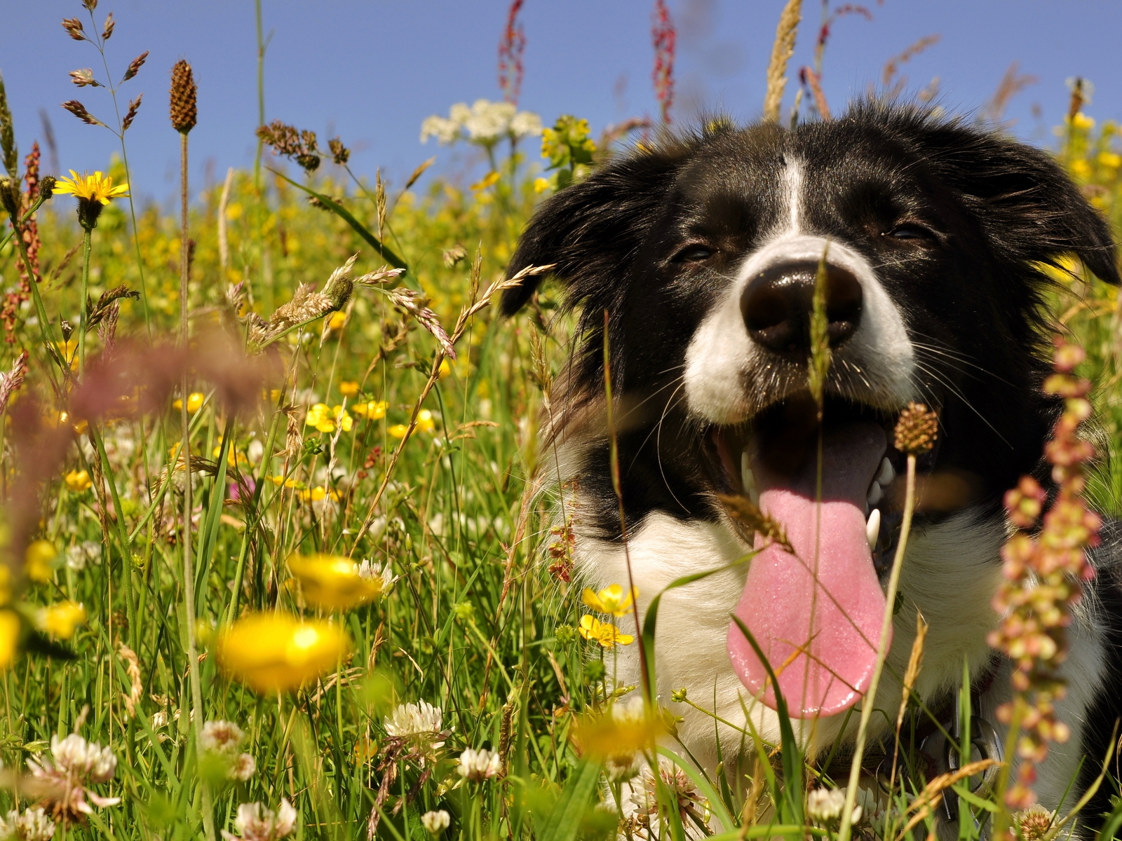 Картинка: Собака, язык, жарко, трава, поле, цветы, лежит, лето