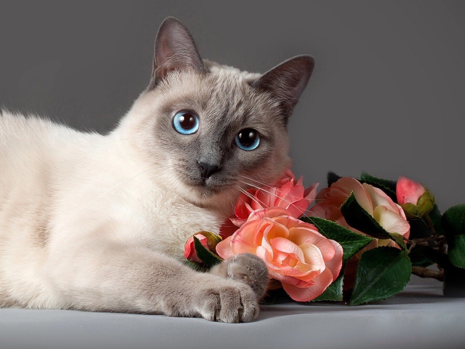 Image: Cat, breed, muzzle, eyes, blue, flowers