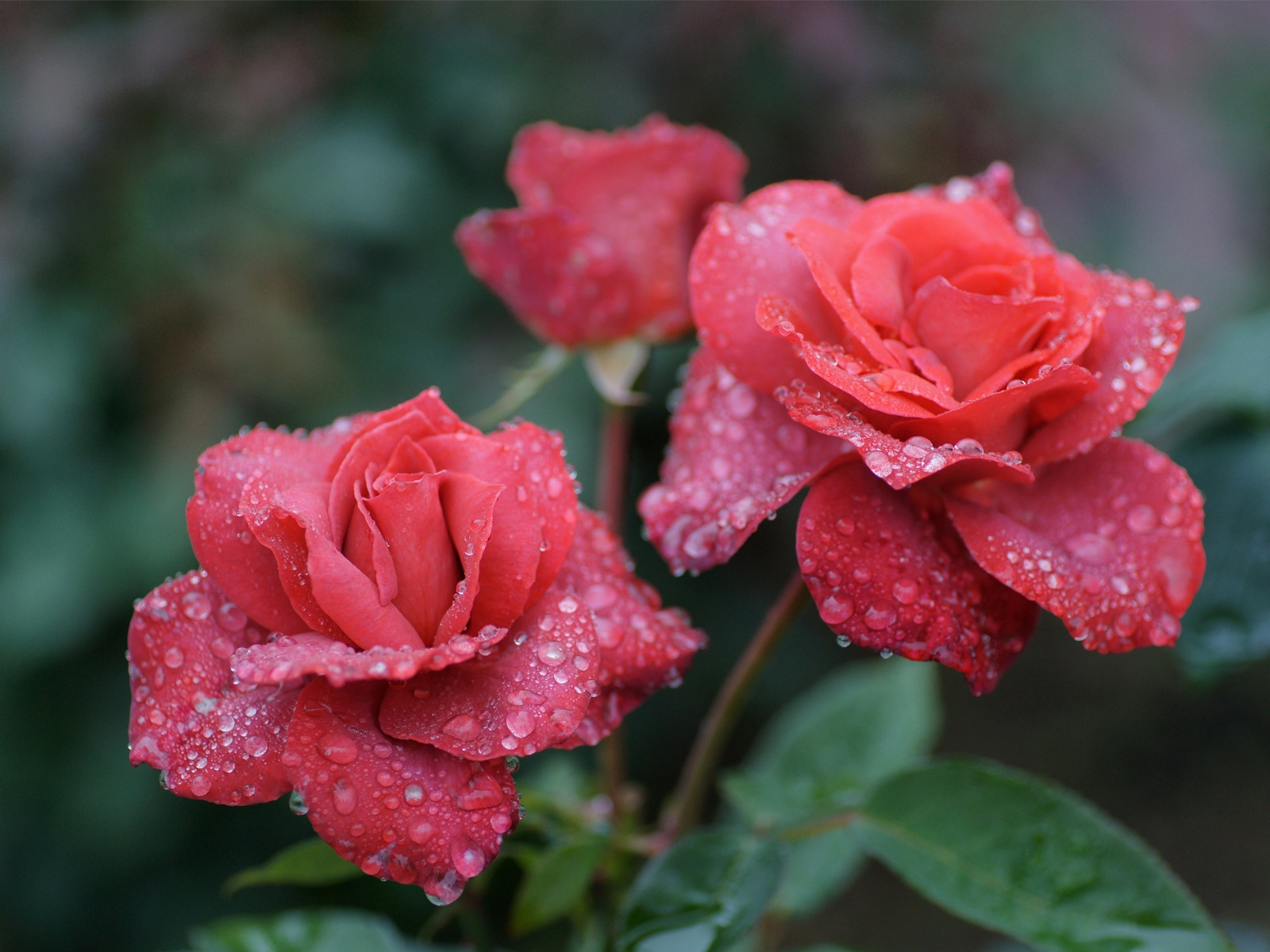 Картинка: Роза, розы, красные, капли, роса, вода