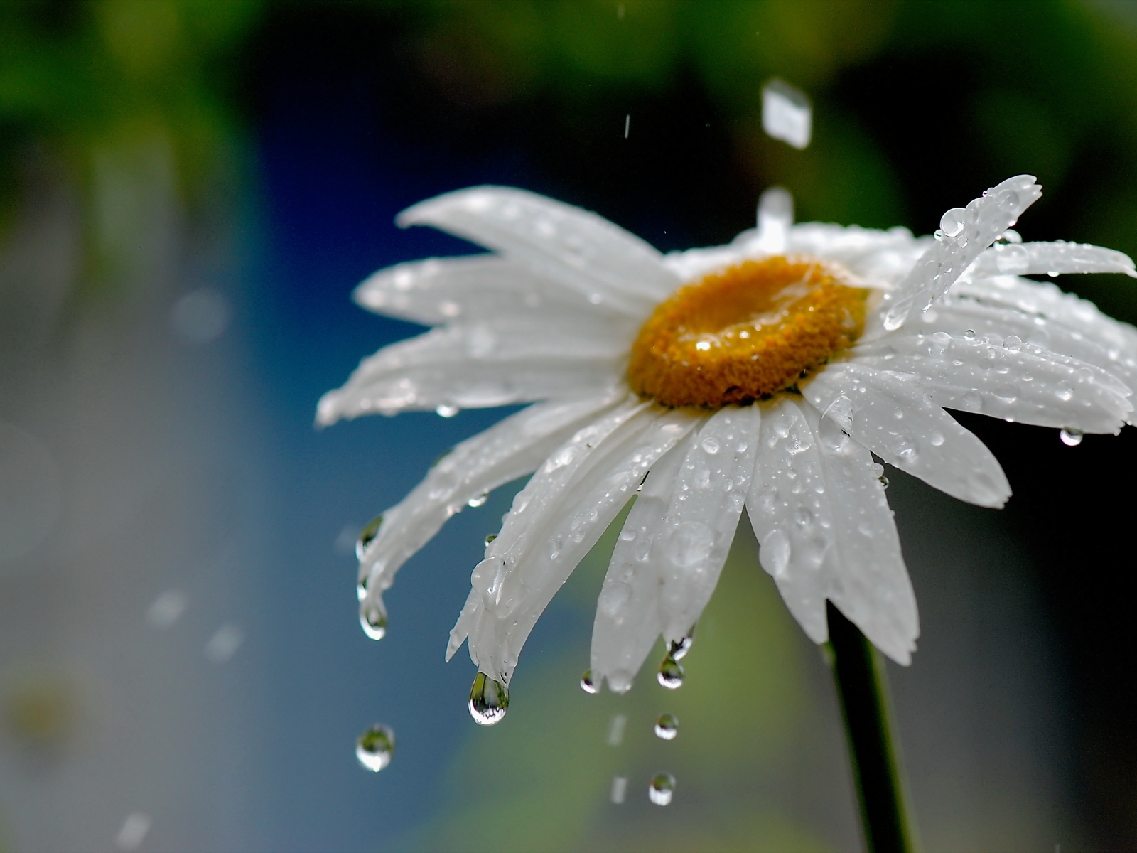 Image: Camomile, drop, petals, rain, water, flower