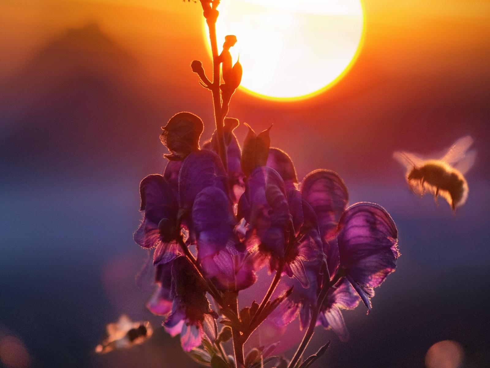 Image: Bee, flower, sun, sunset, glare, blur