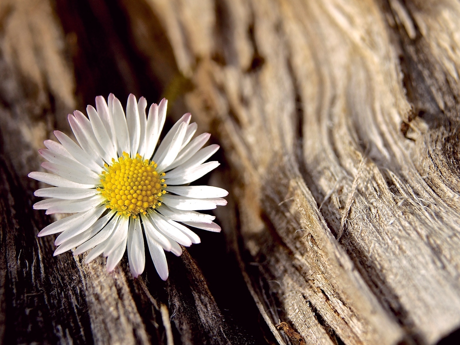 Image: Chamomile, petals, wood, fiber