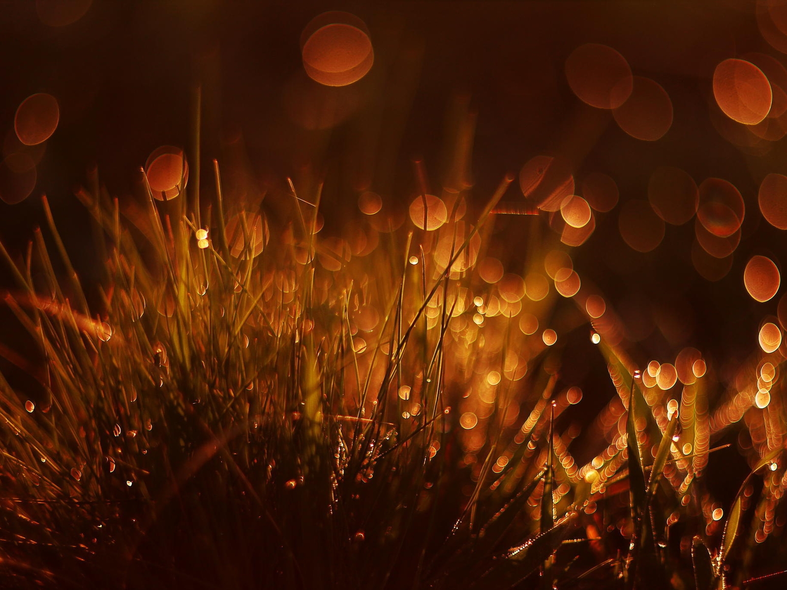 Image: Grass, reflections, bokeh, rays, light, macro