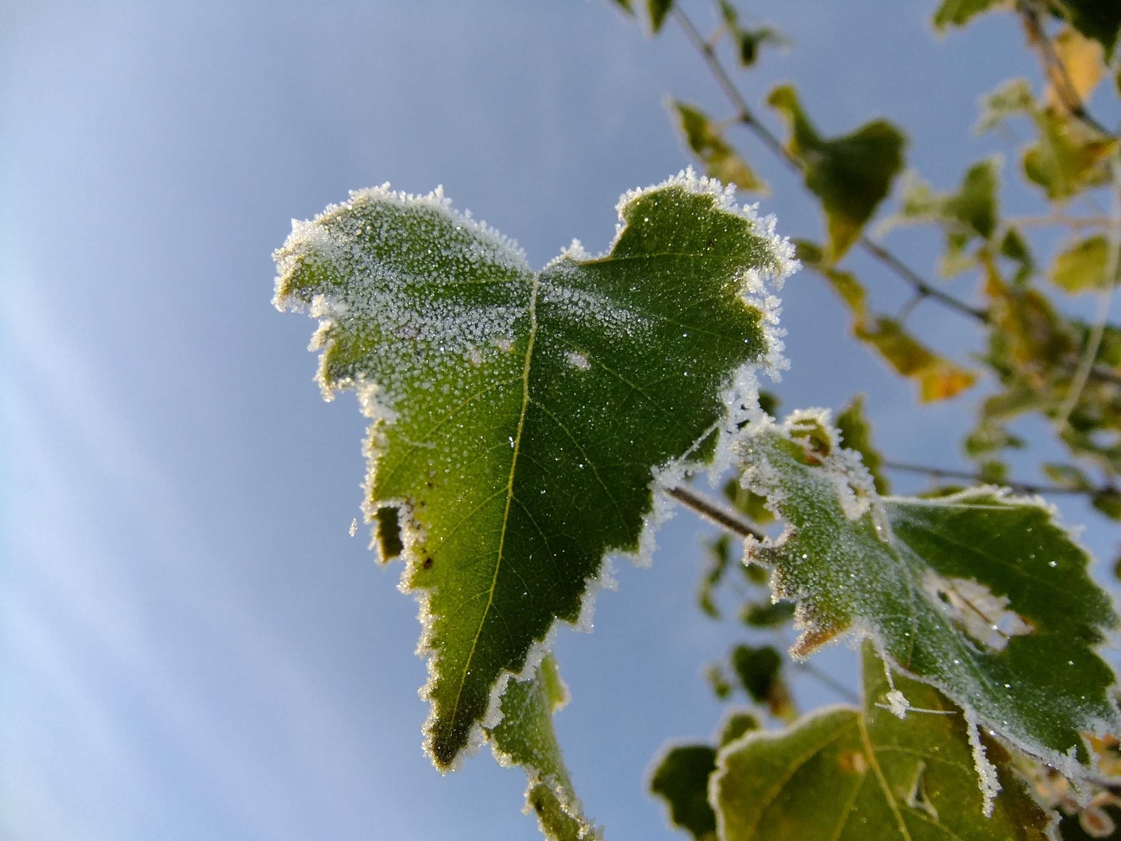 Image: Leaves, green, frost, sky