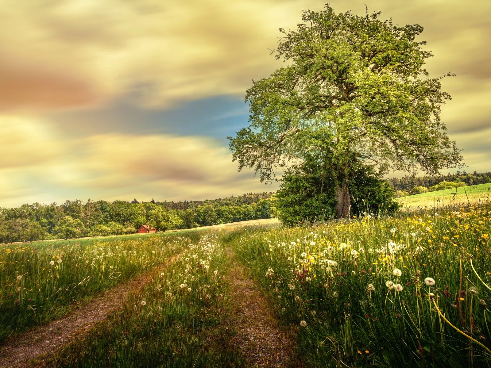 Картинка: Поле, лето, трава, одуванчики, дерево, листва, небо, дорога, домик