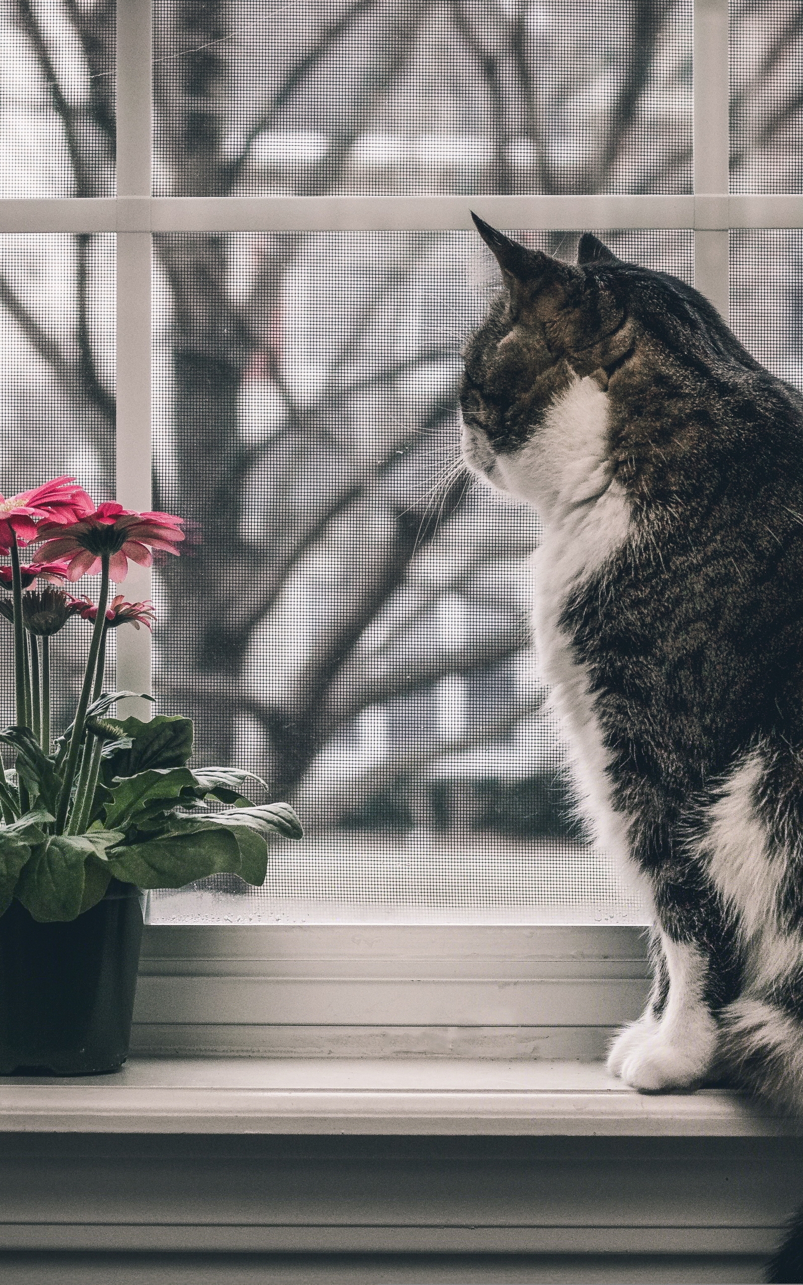 Картинка: Котик, кошка, сидит, подоконник, смотрит, окно, цветок