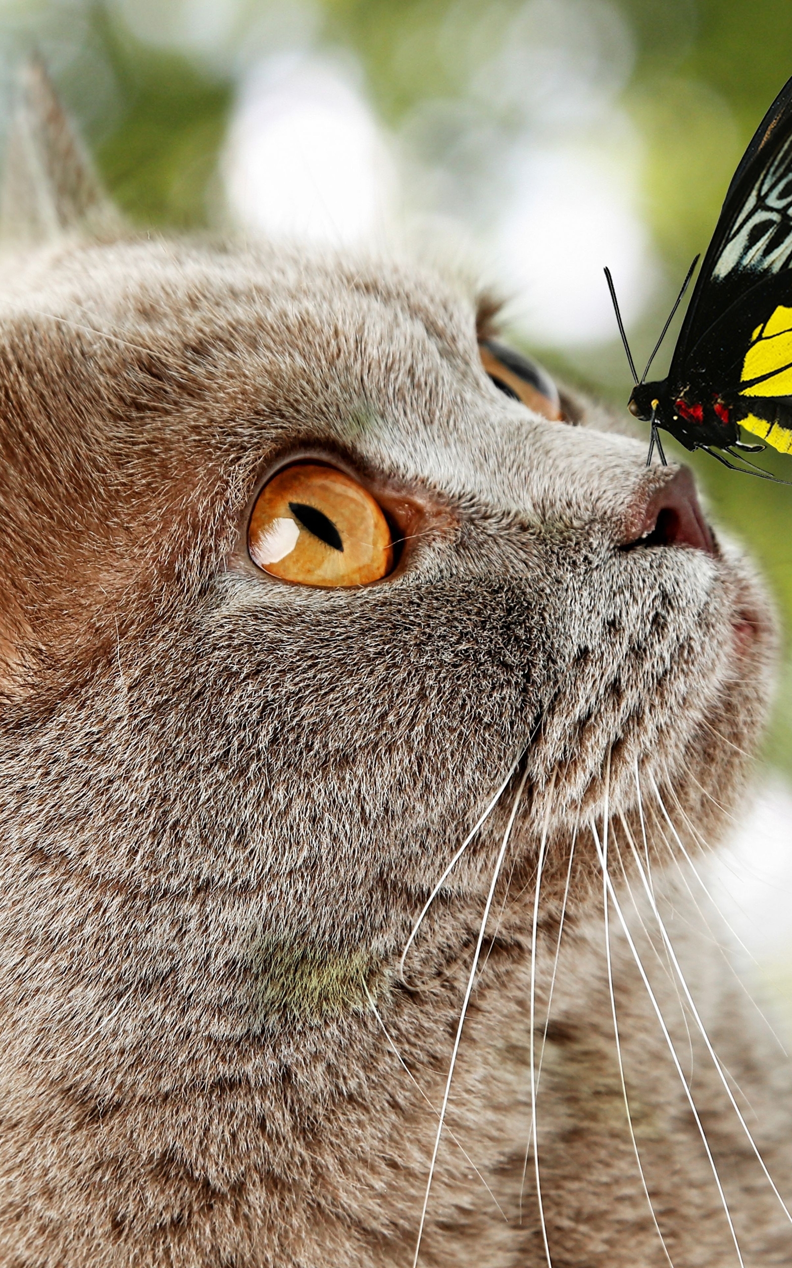 Лето на носу. Кот и бабочка. Морда бабочки. Бабочка на носу. Кошка с бабочками.