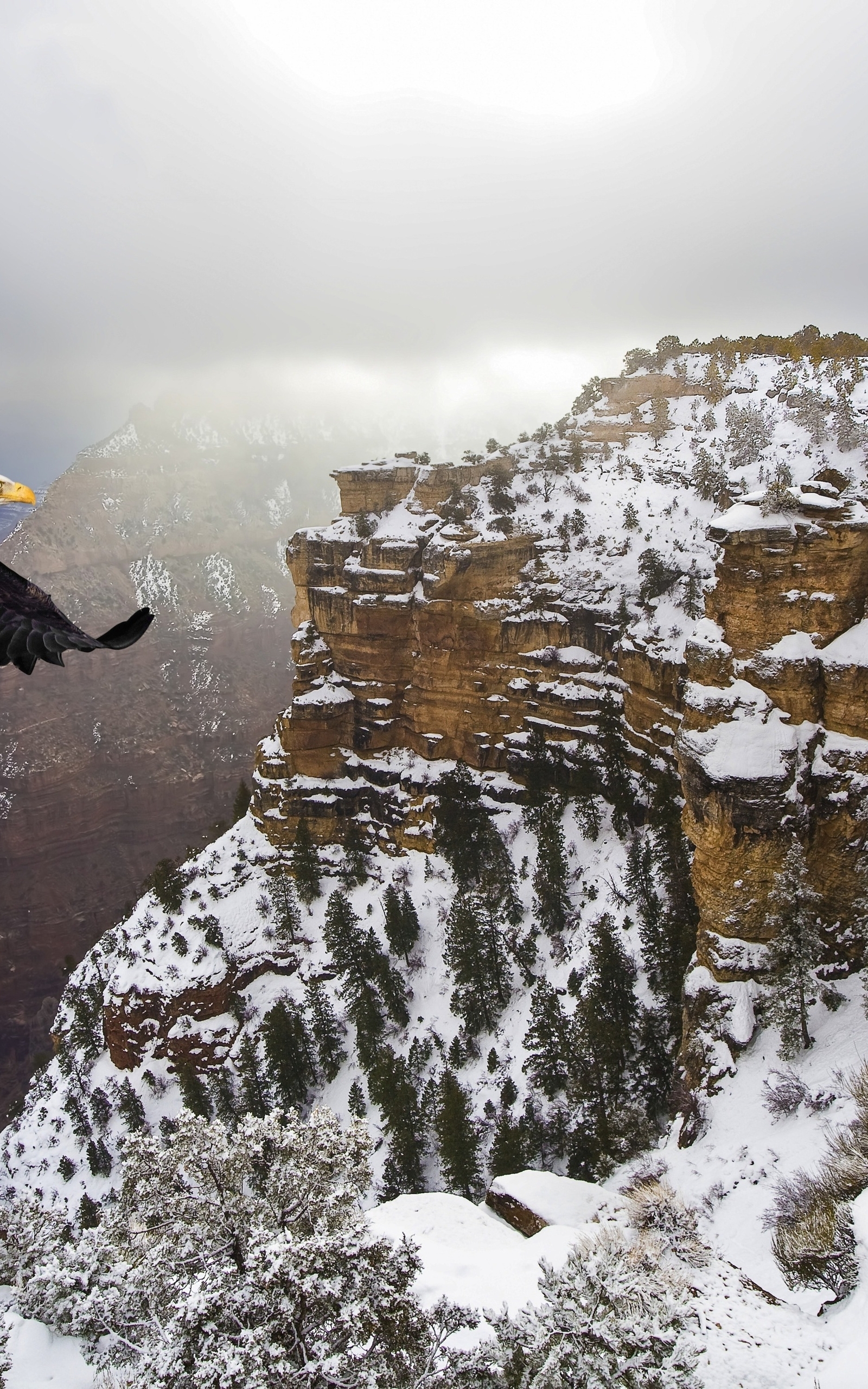 Image: Bald eagle, eagle, flying, wings, mountains, winter, snow, height, bird, predator