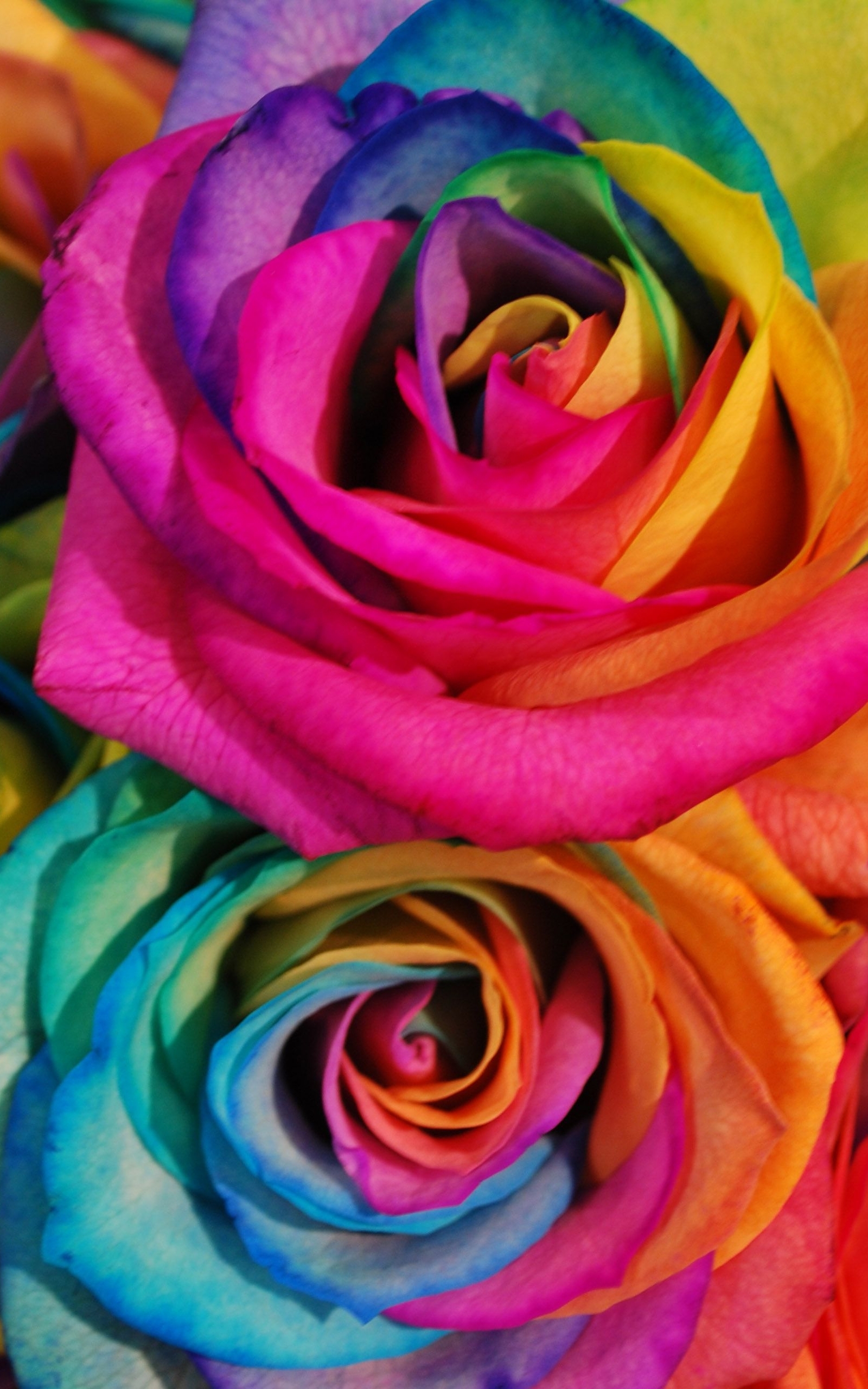 Image: Rose, petals, color, rainbow