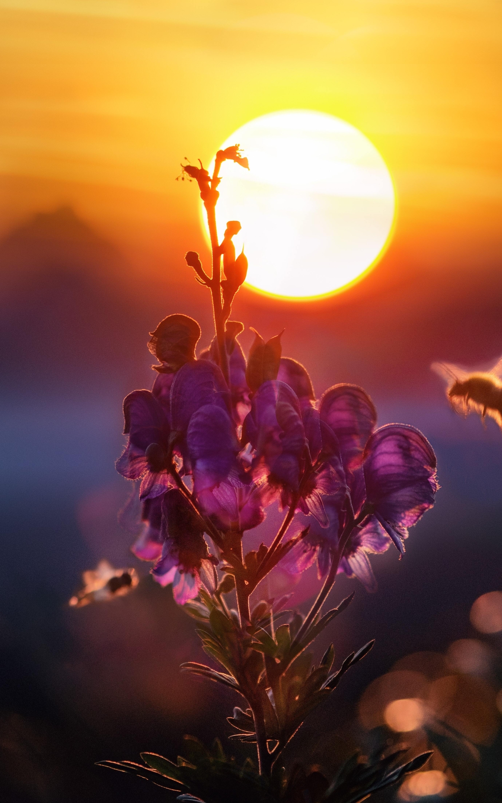 Картинка: Пчела, цветок, солнце, закат, блики, размытость