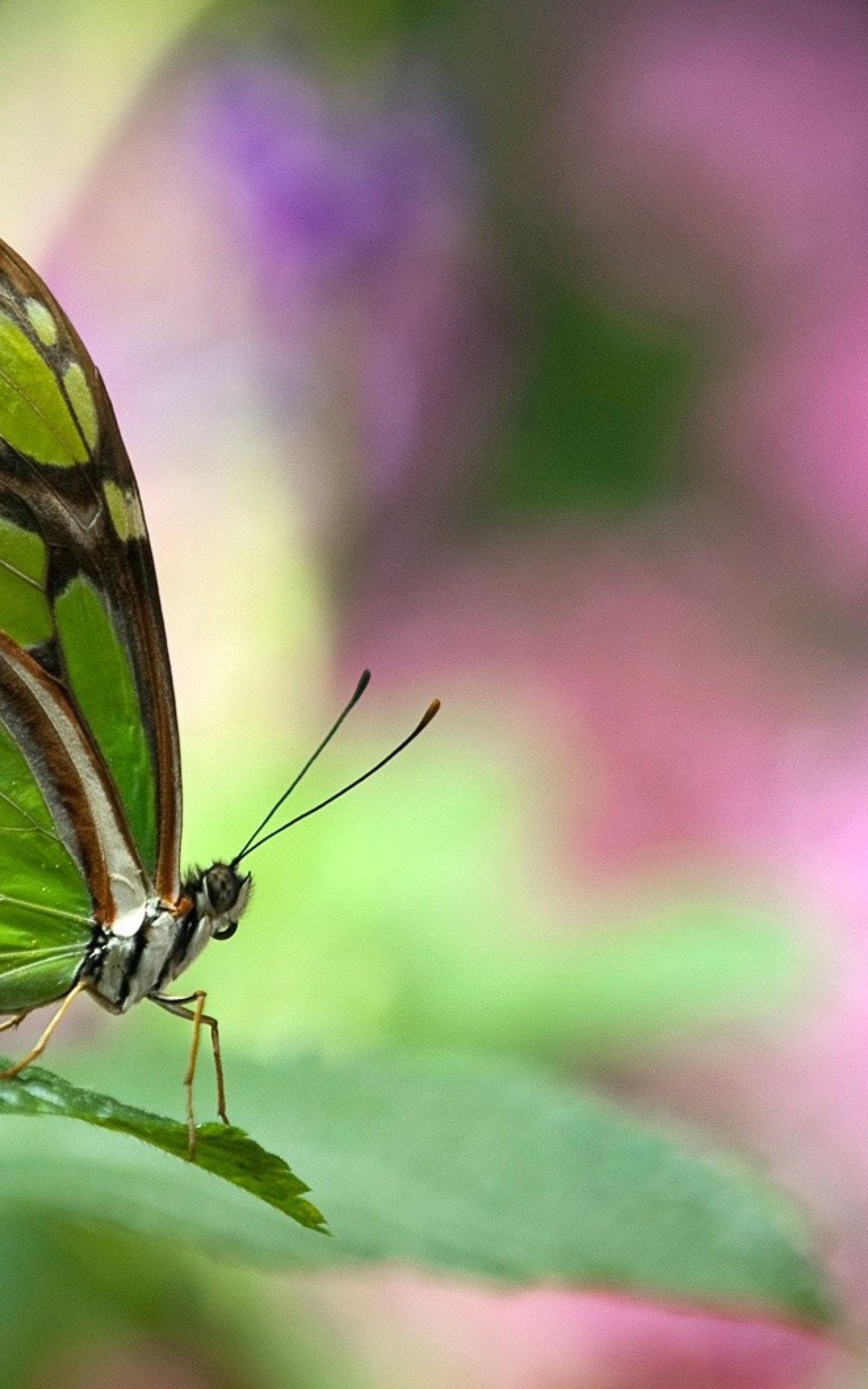 Image: Butterfly, wings, antennae, leaf, green