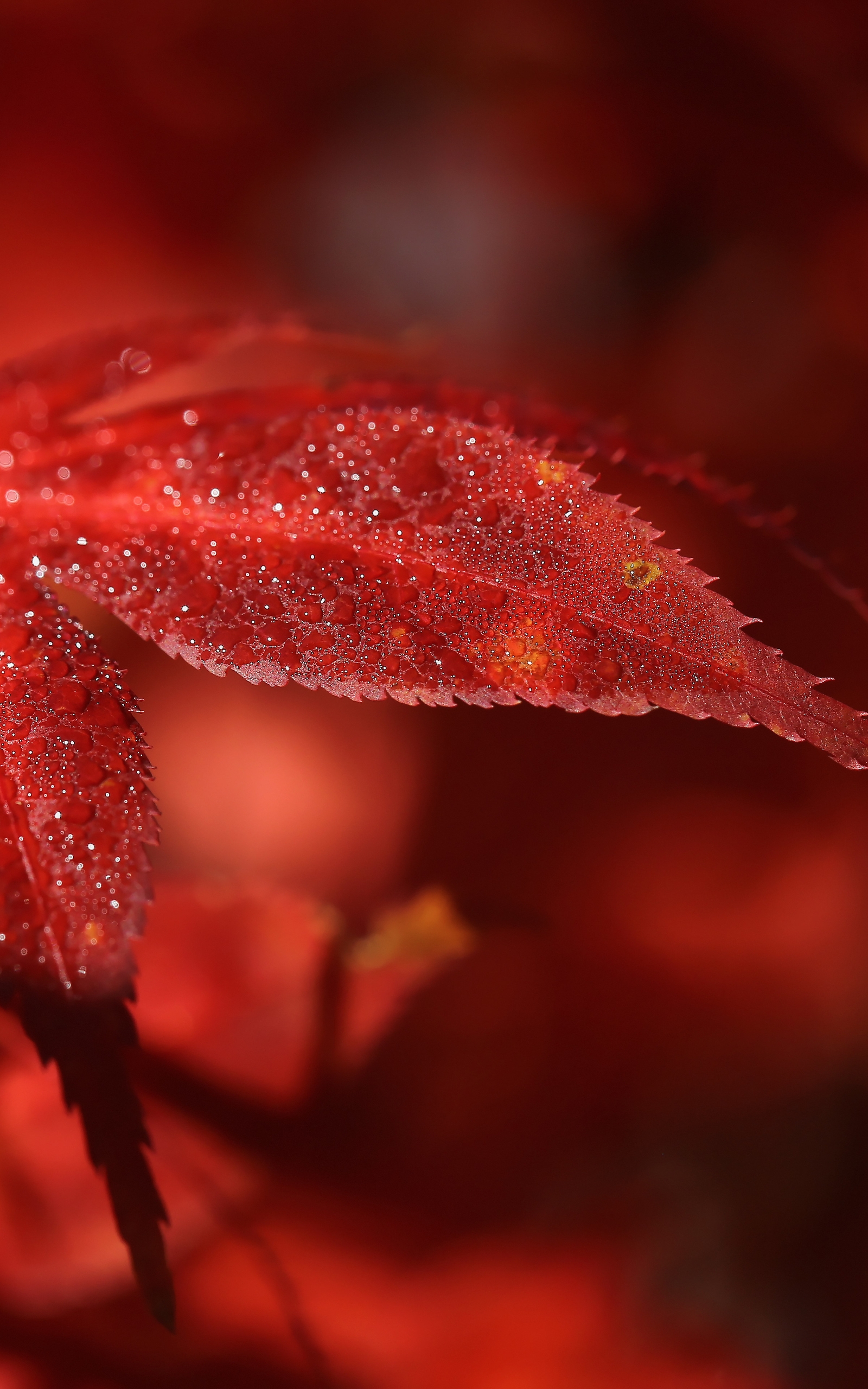 Картинка: Листья, красные, бордовые, осень