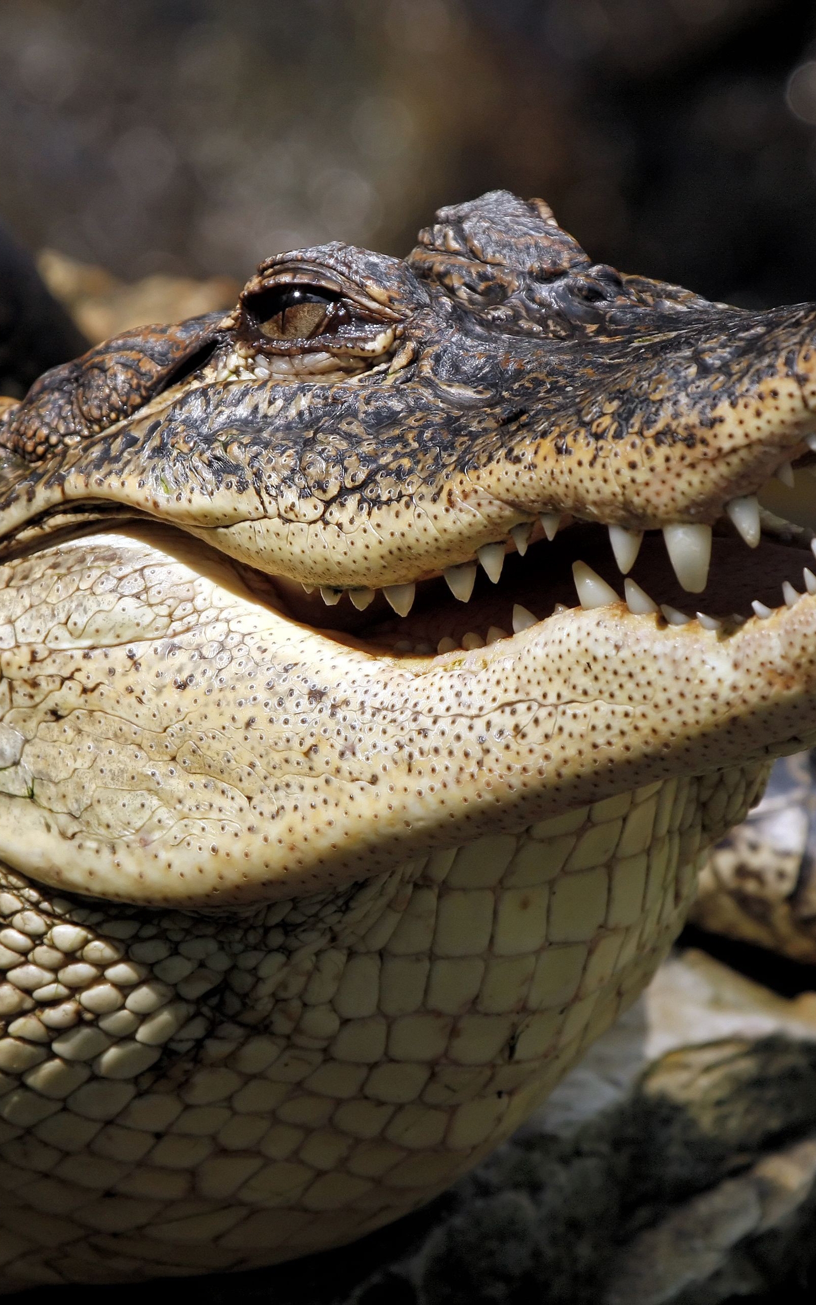 Image: Alligator, crocodile, reptile, predator, heated, teeth, mouth