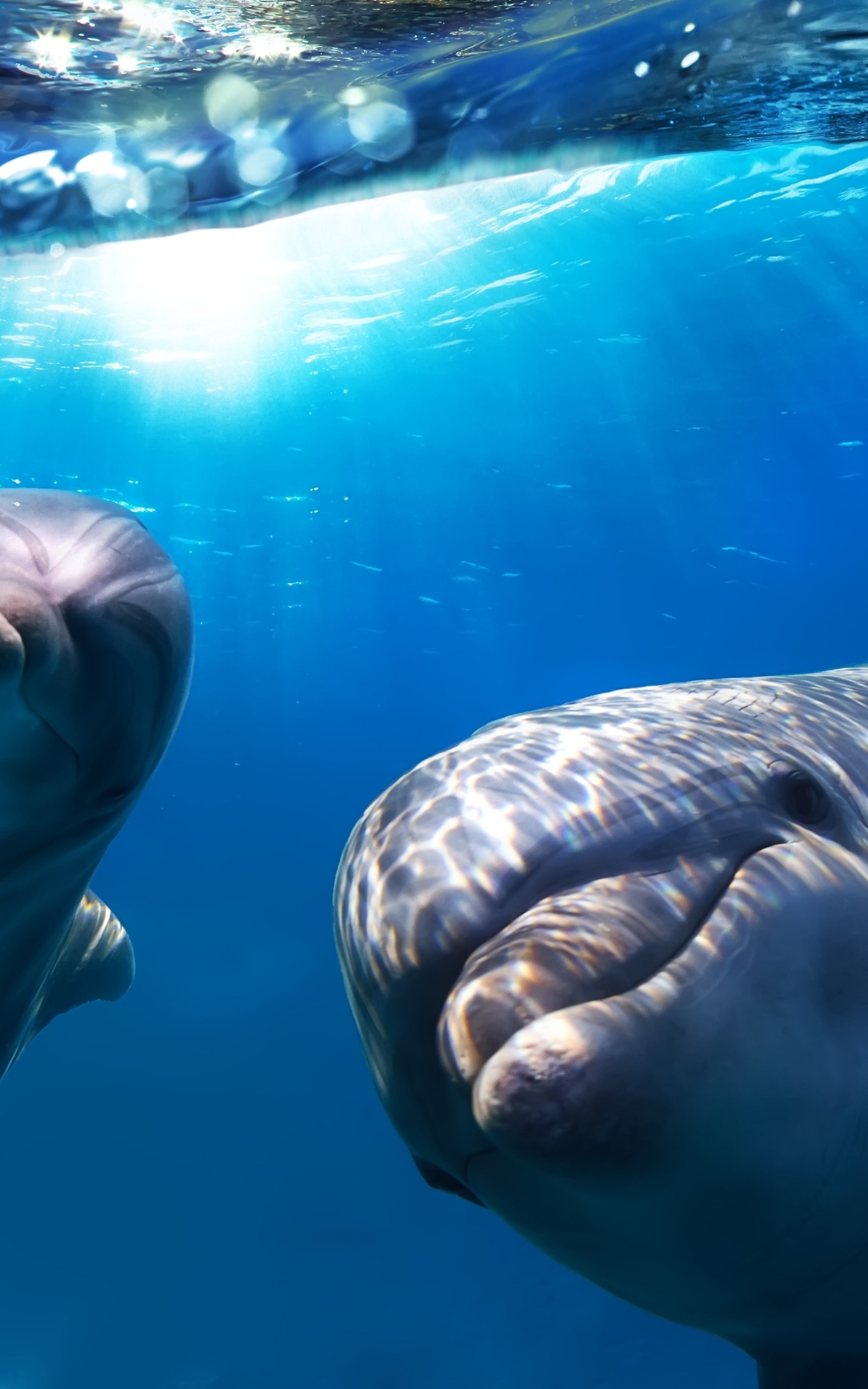 Картинка: Дельфины, плавники, улыбка, глаза, взгляд, вода, свет