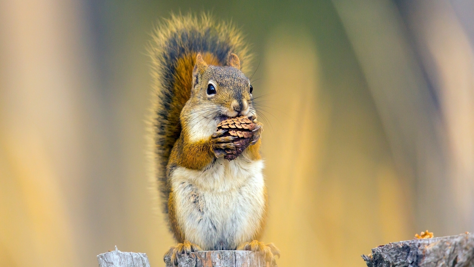 Image: Squirrel, hemp, sitting, shot, keeps biting