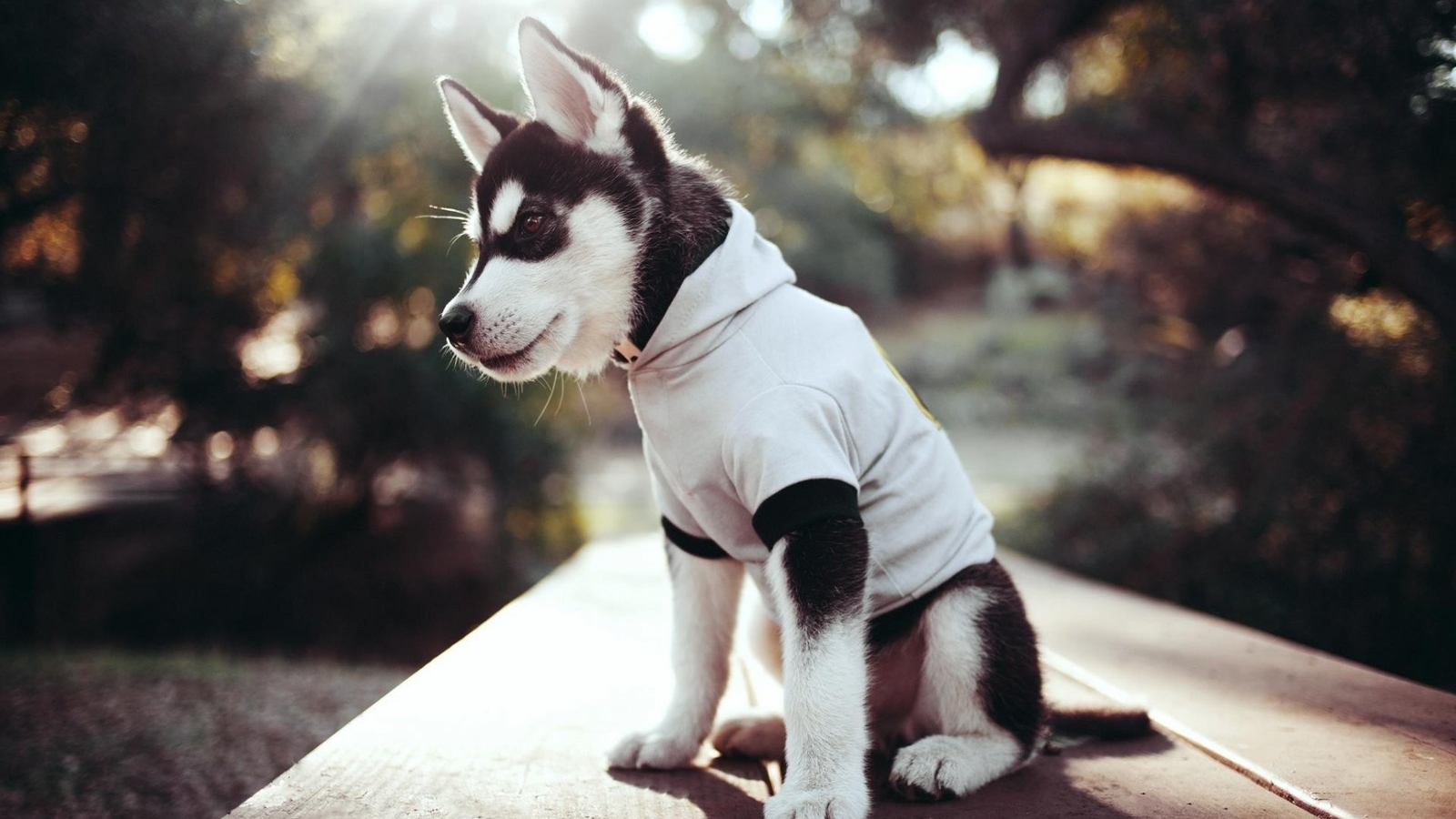 Image: Dog, puppy, bench, Siberian, husky, clothing, light, day, Park