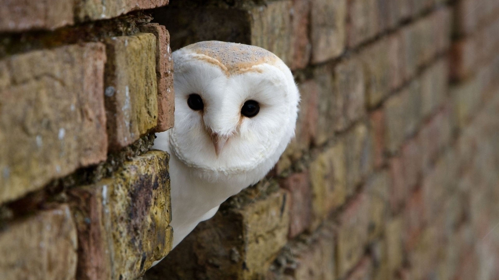 Image: Owl, head, white, looks out, brick wall
