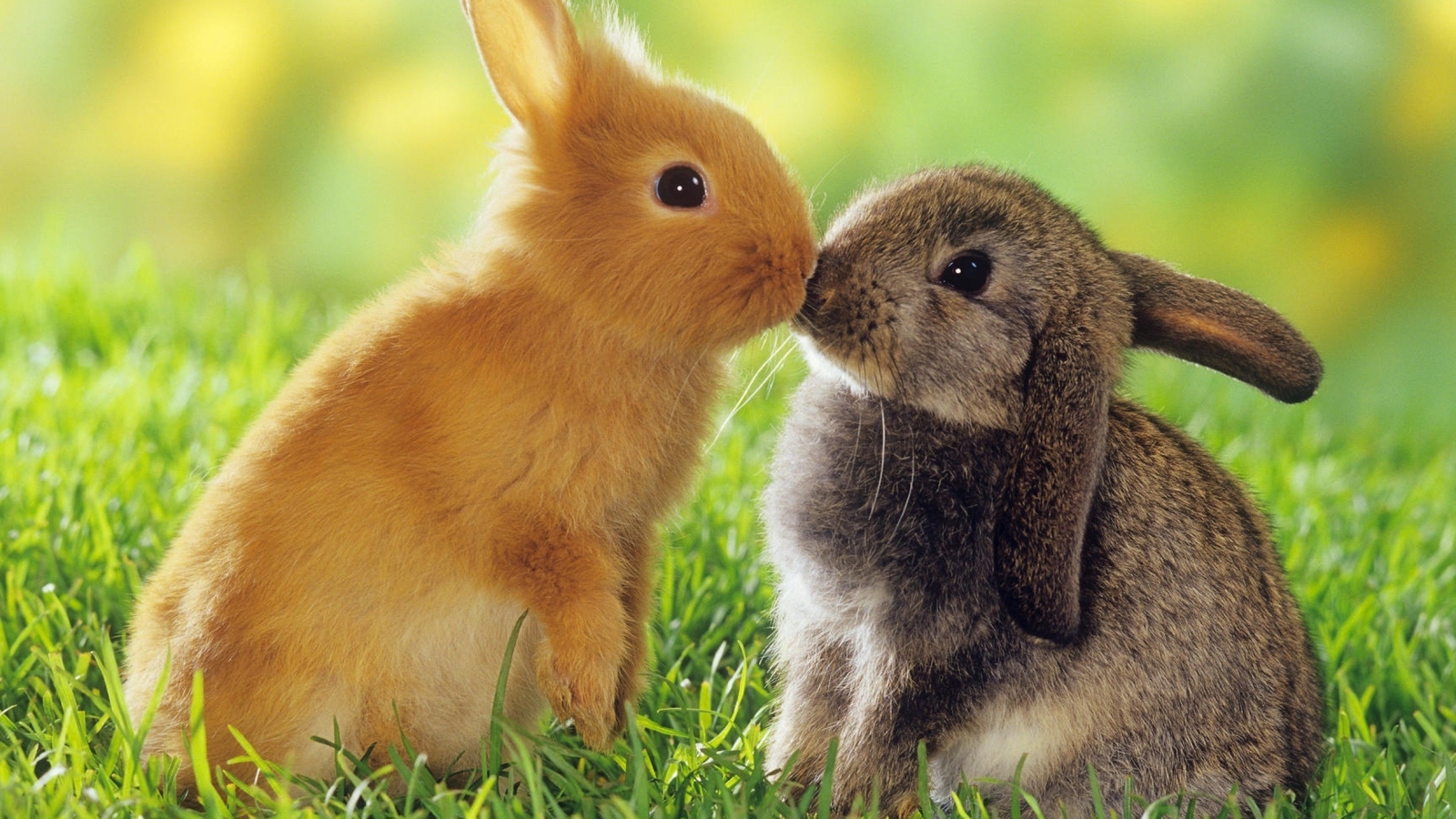 Image: Rabbits, fluffies, fur, ears, eyes, grass, lawn