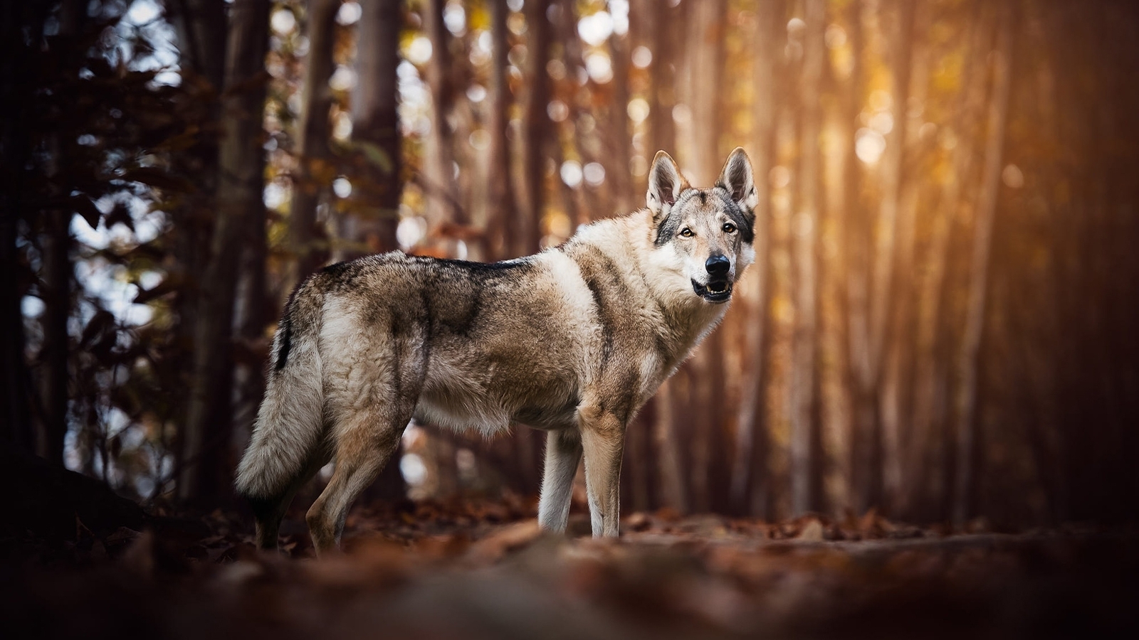 Image: Wolf, looking, forest, trees