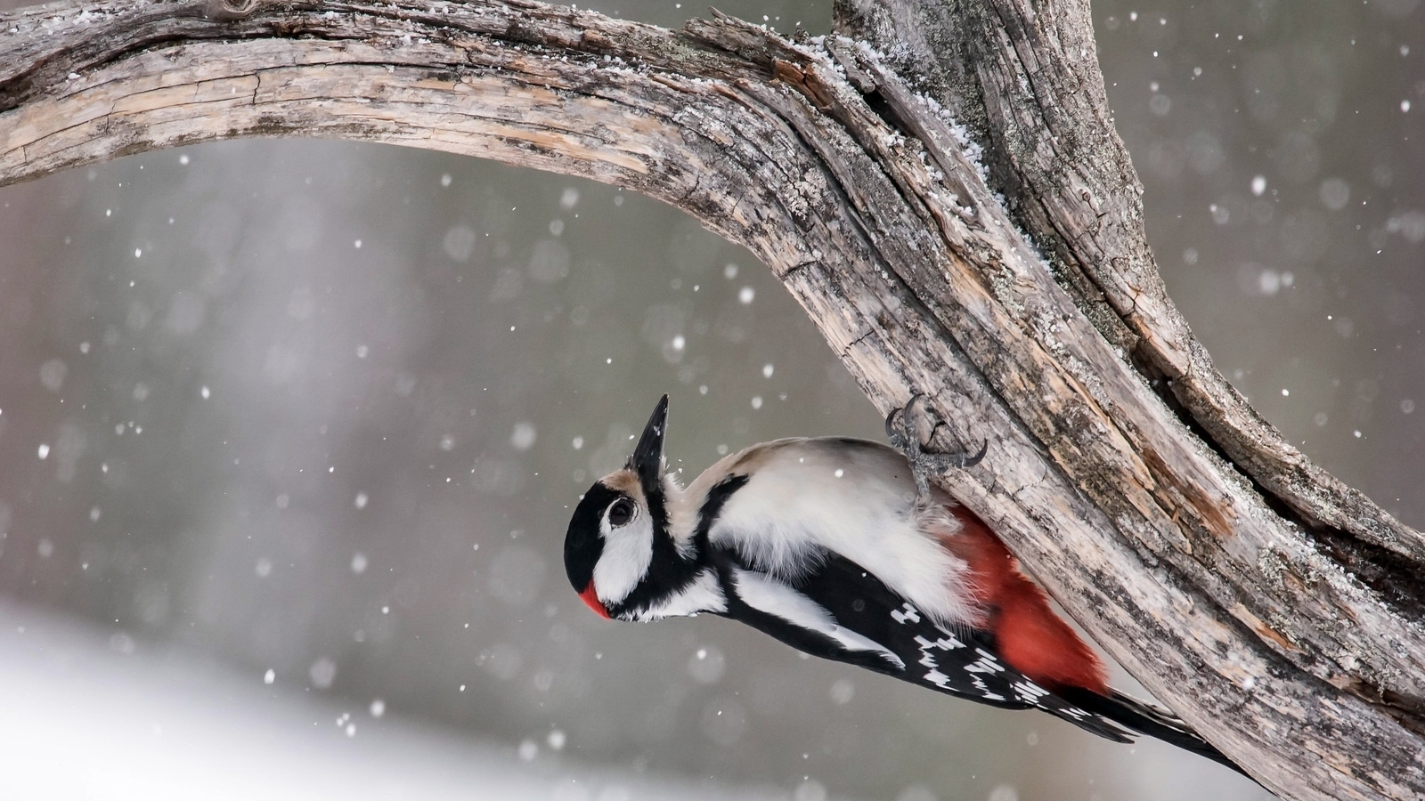 Image: Bird, woodpecker, feather, tree, trunk, sitting, winter, snow, snowflakes