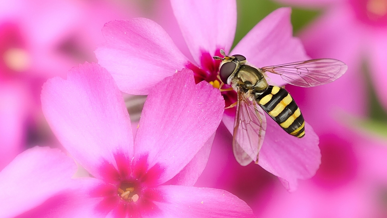 Картинка: Муха, журчалка, пчеловидка, розовый, цветок