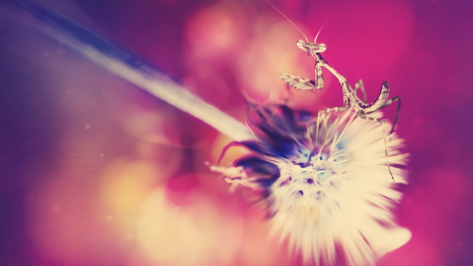 Image: Dandelion, fluffy, mantis, sitting, bokeh, blurred background