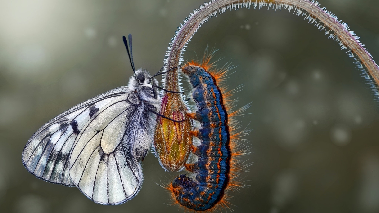 Картинка: Бабочка, гусеница, цветок, стебель