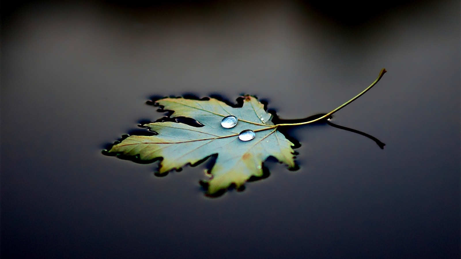 Image: Leaf, drops, lies, water