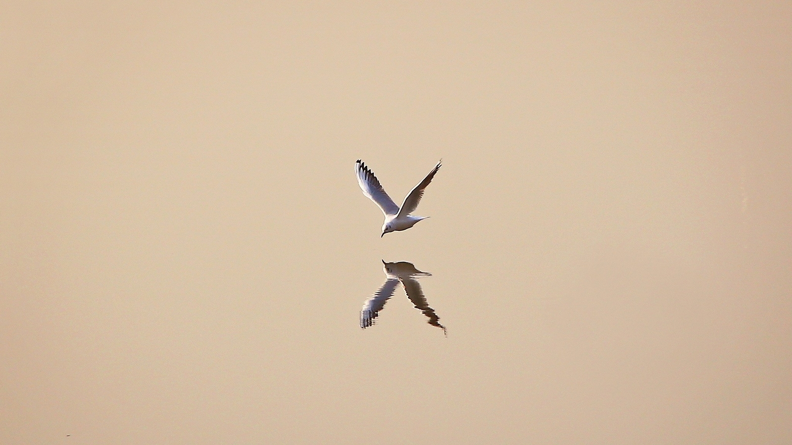 Image: Seagull, bird, reflection, minimalism