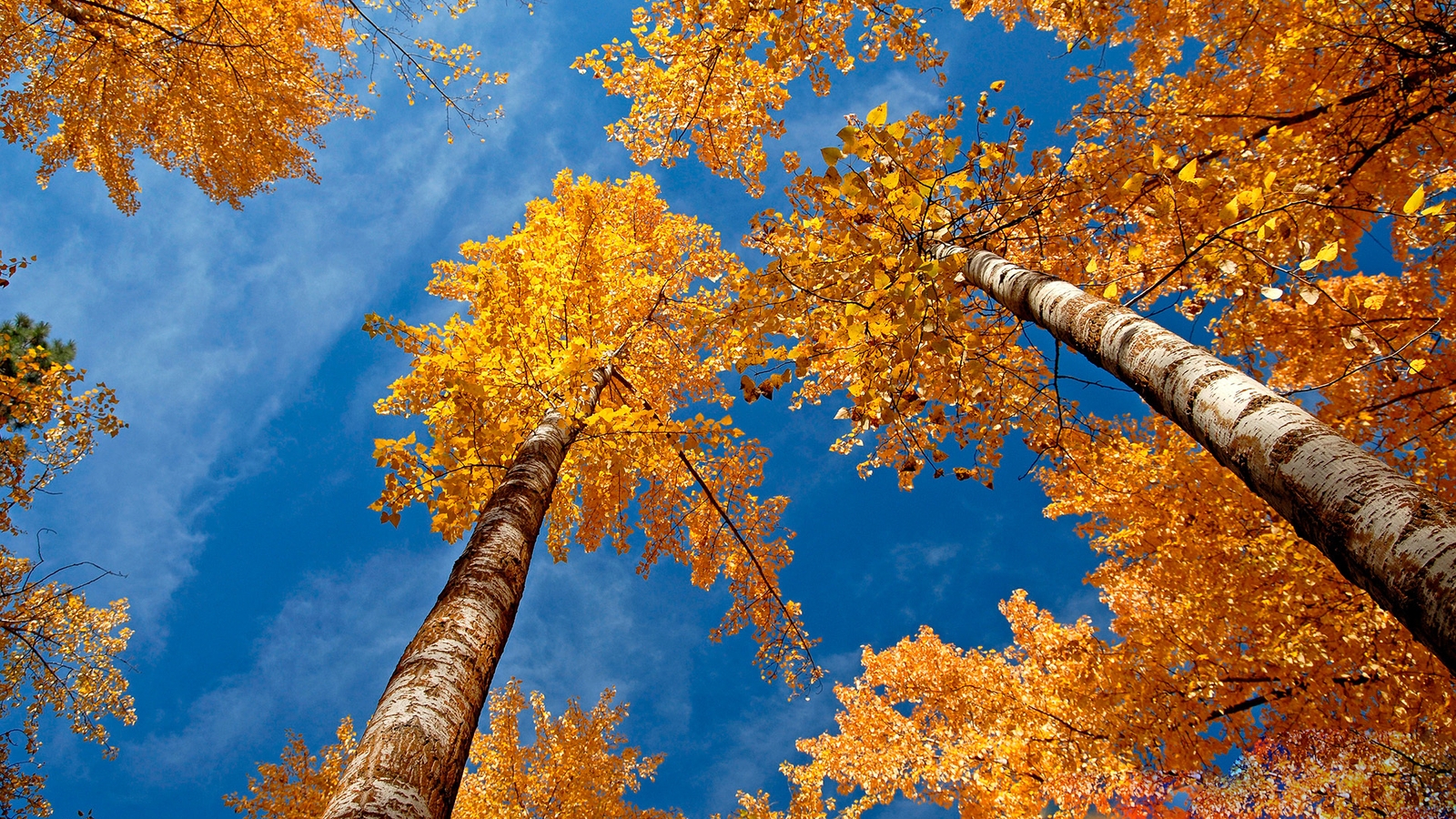 Картинка: Деревья, берёзы, листья, крона, осень, жёлтая, небо