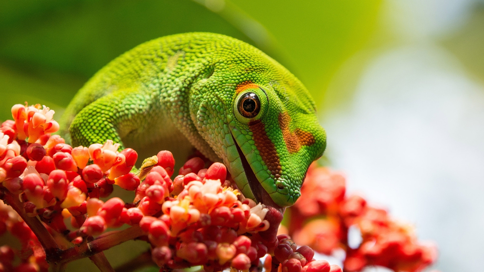 Image: Lizard, Gecko, felsum, eating, tongue, green