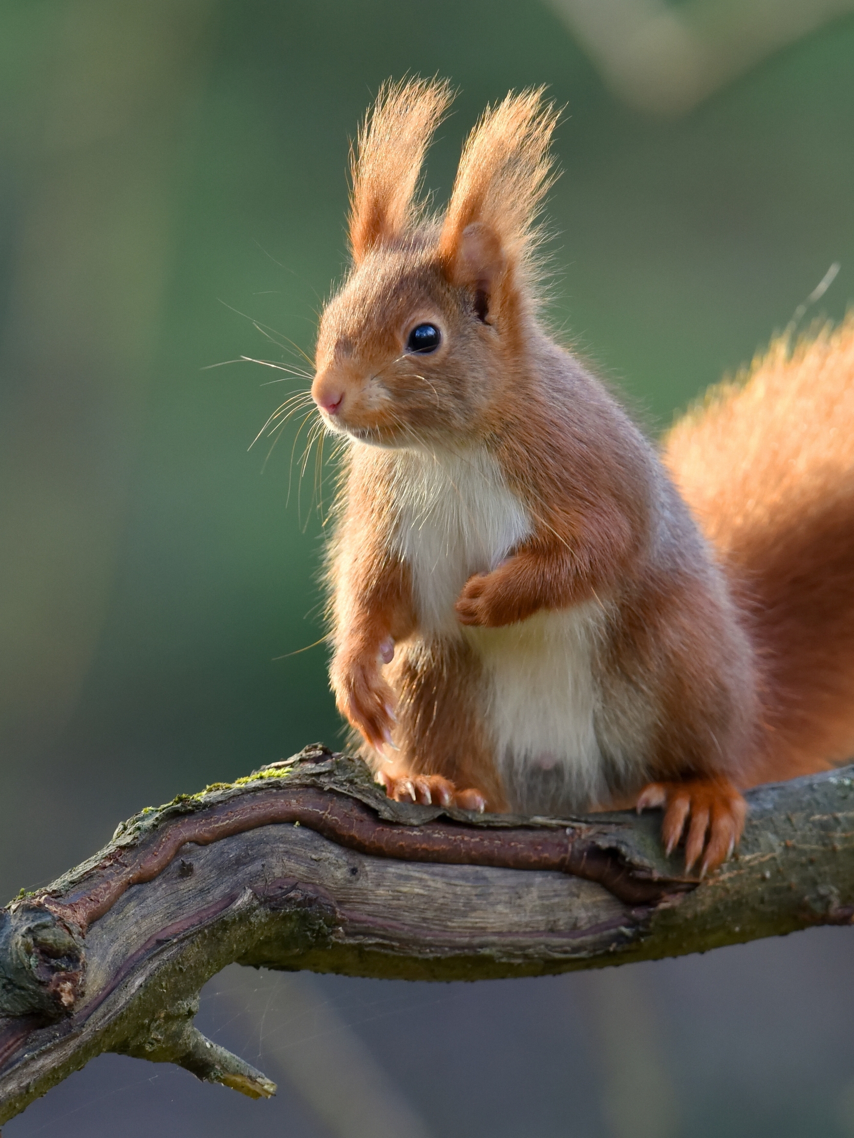 Image: Squirrel, fluffy, sitting, tree, branch