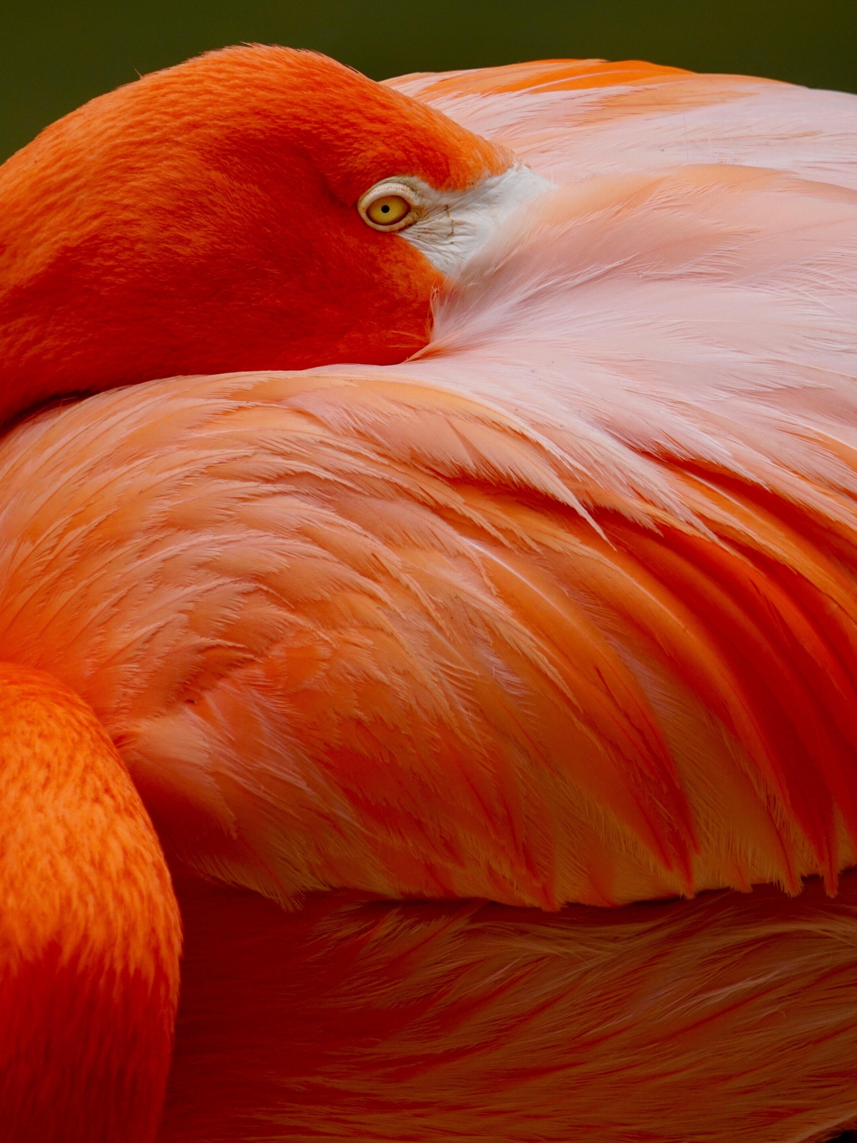 Image: Bird, red flamingo, bright color