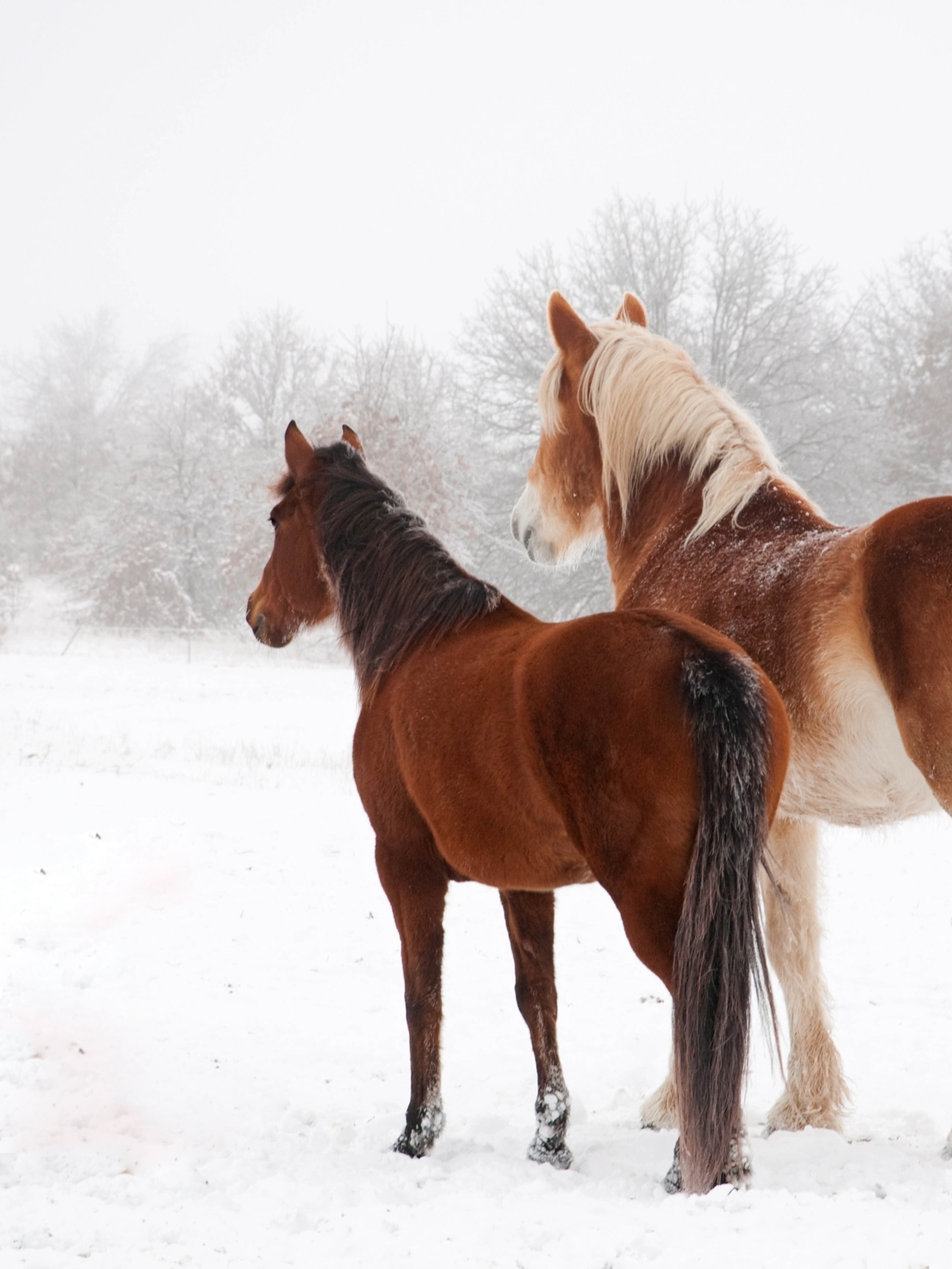 Image: Horse, winter, snow, couple