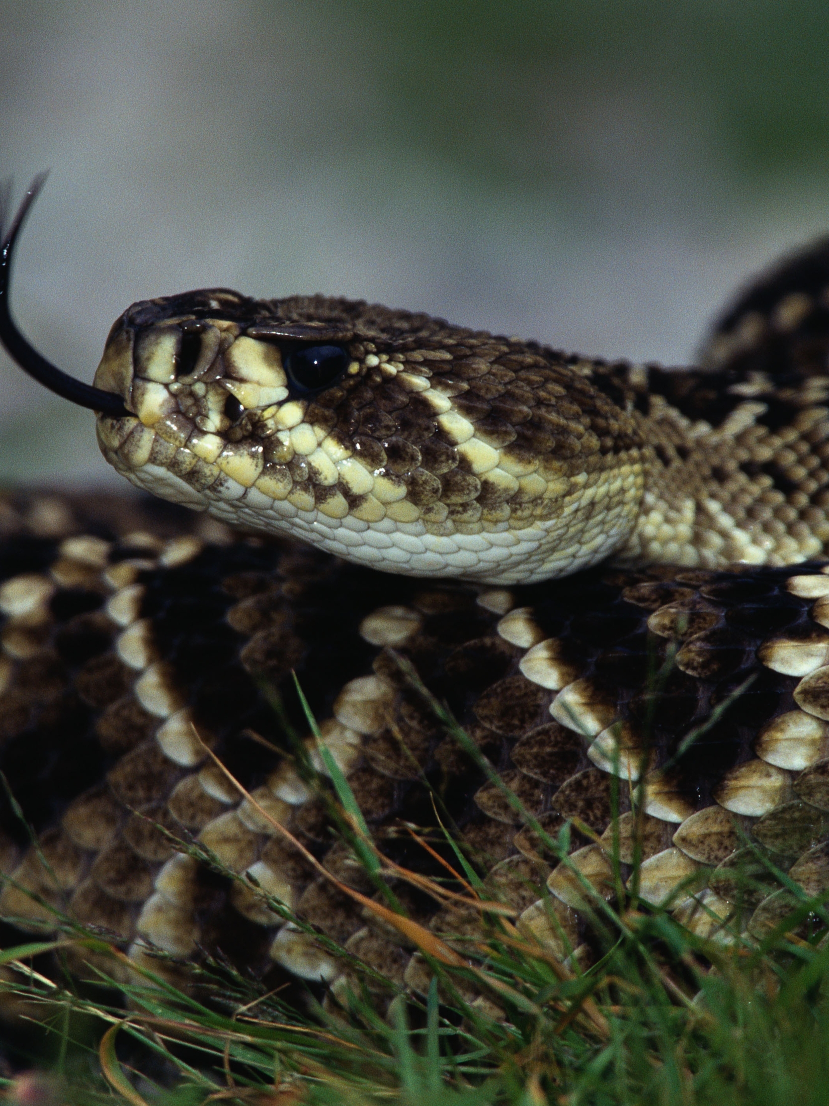 Картинка: Гремучая змея, гадюка, язык, шипение, чешуйки