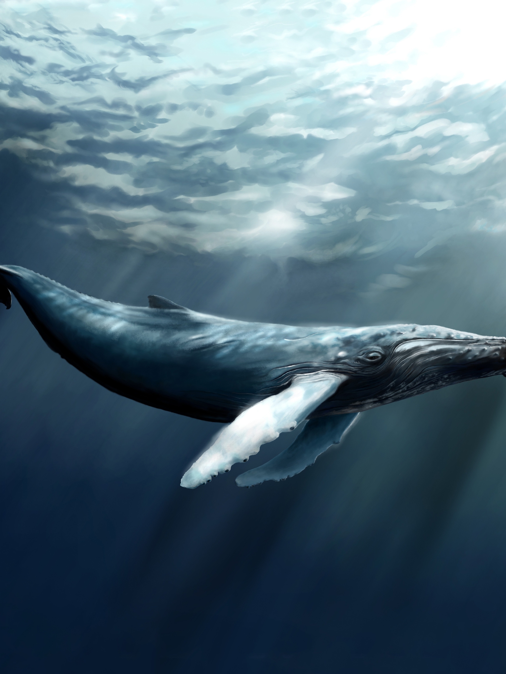 Image: Whale, humpback, ocean, surface, tail, huge